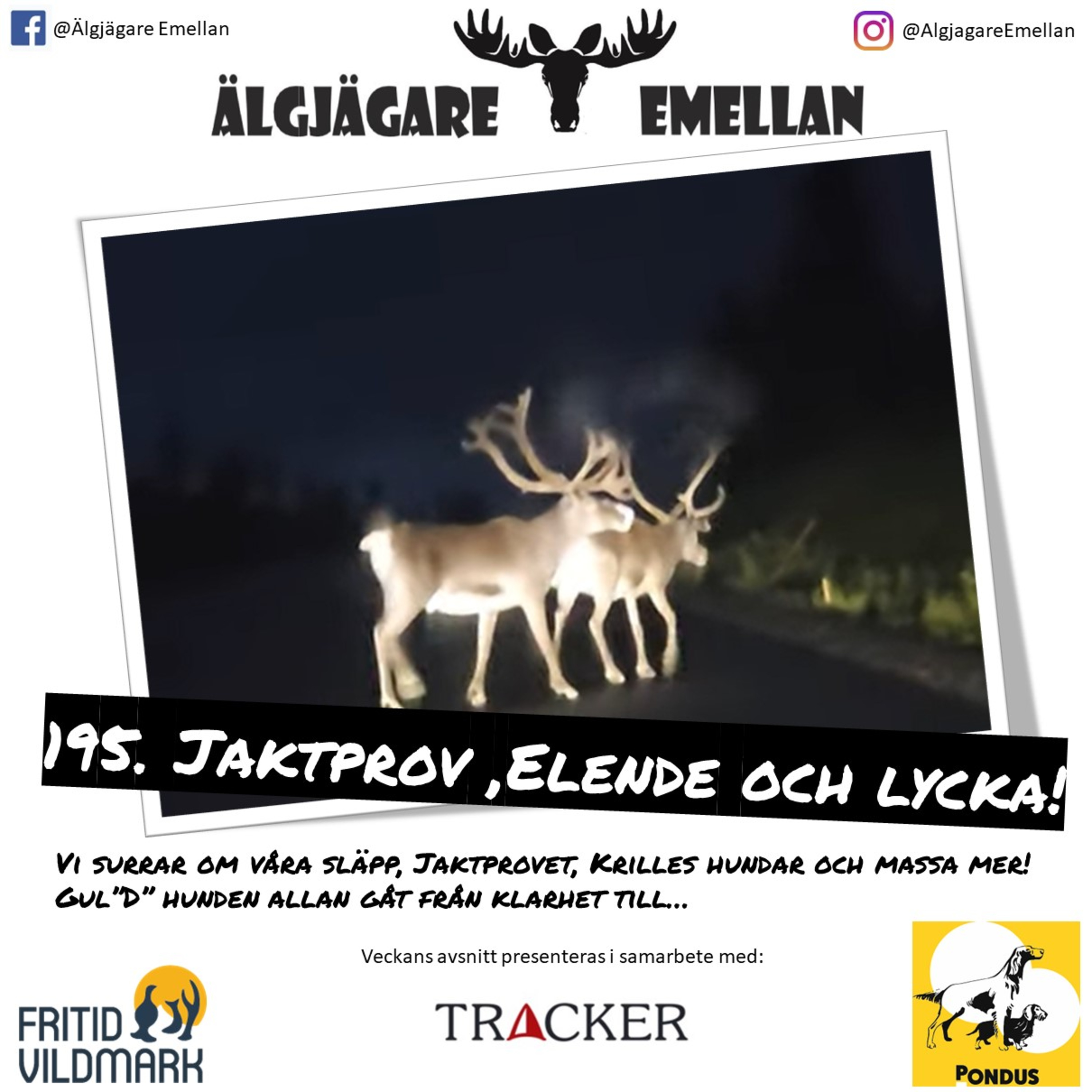195. Jaktprov ,Elende och lycka! episode artwork