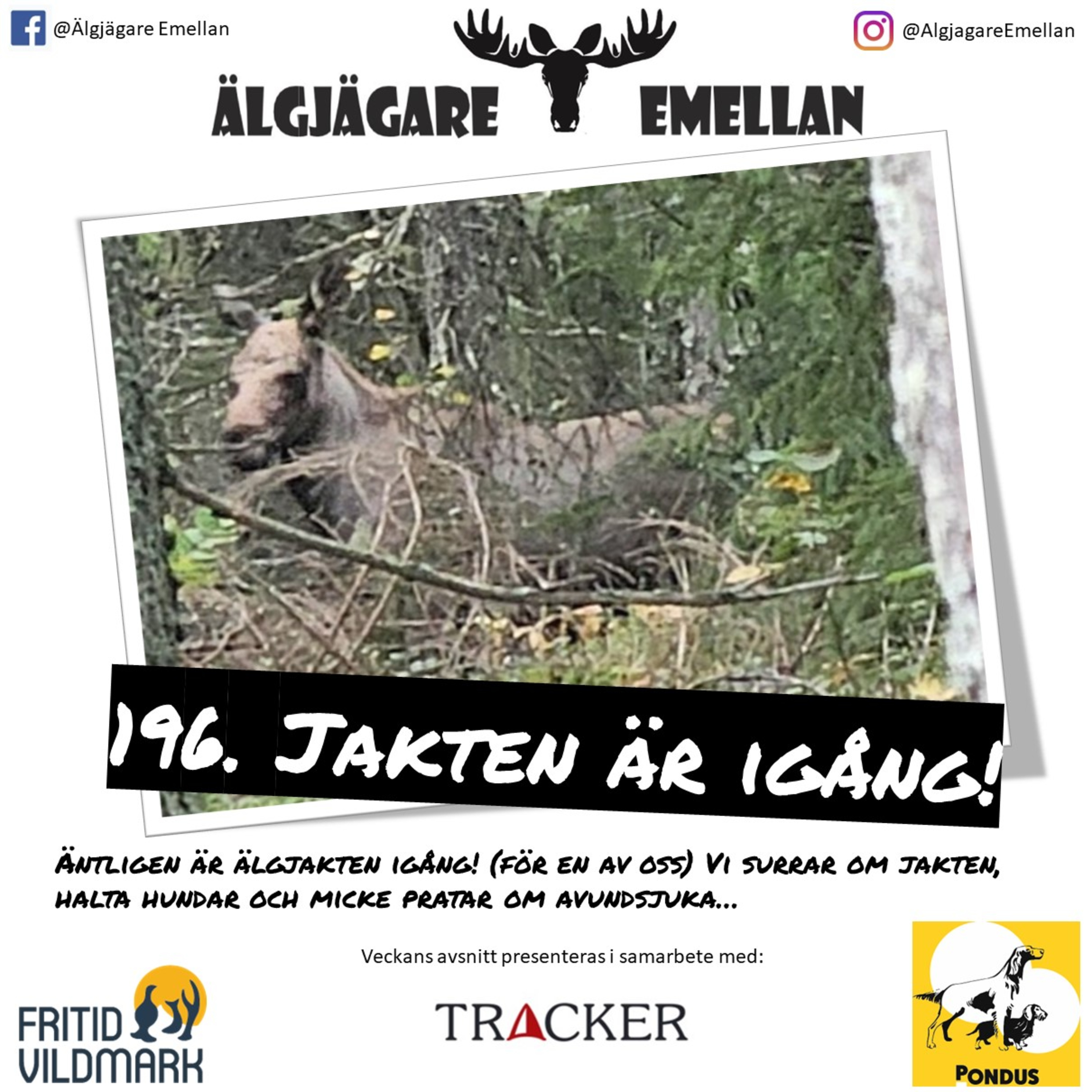 196. Äntligen är jakten igång! episode artwork