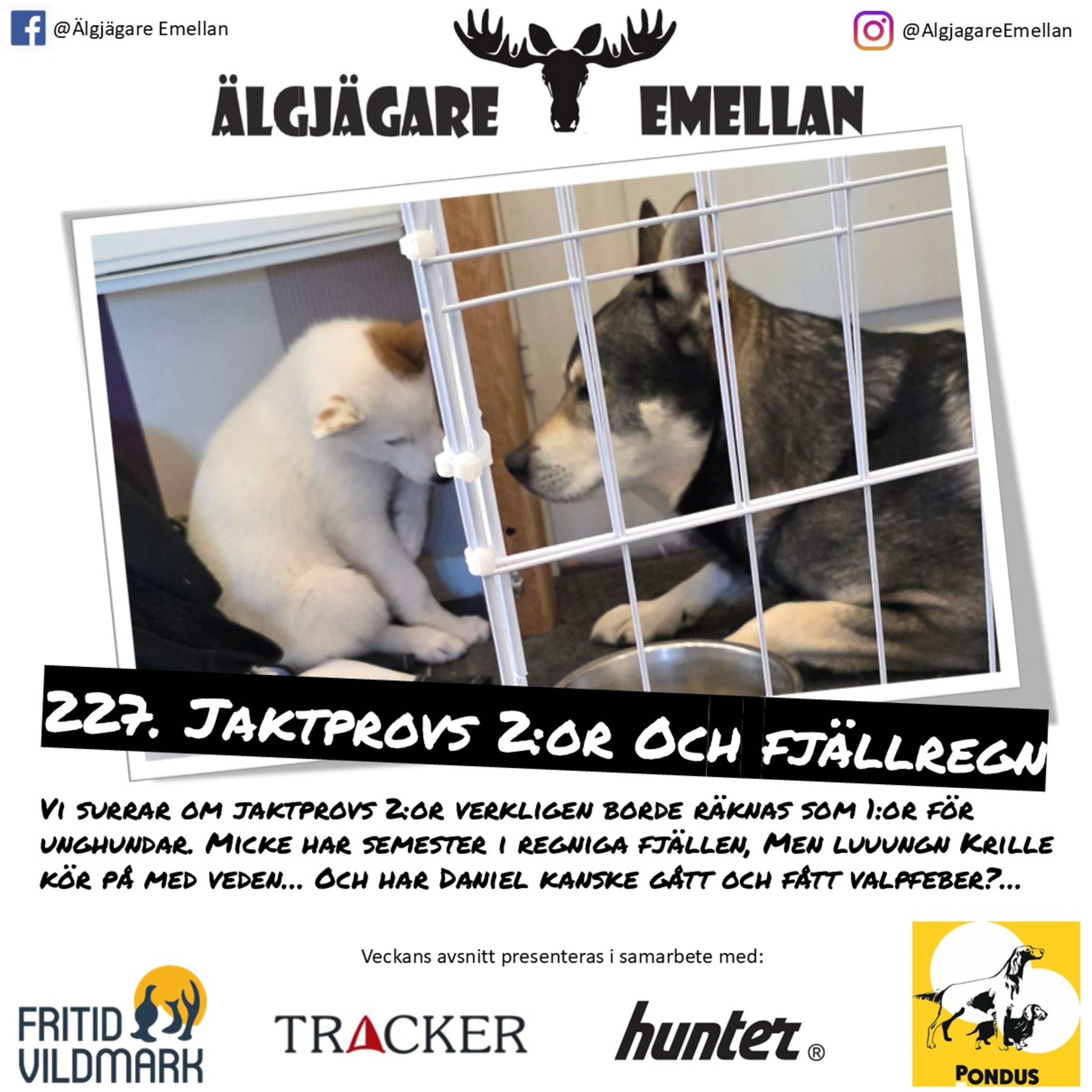 227. Jaktprovs 2:or & Fjällregn episode artwork