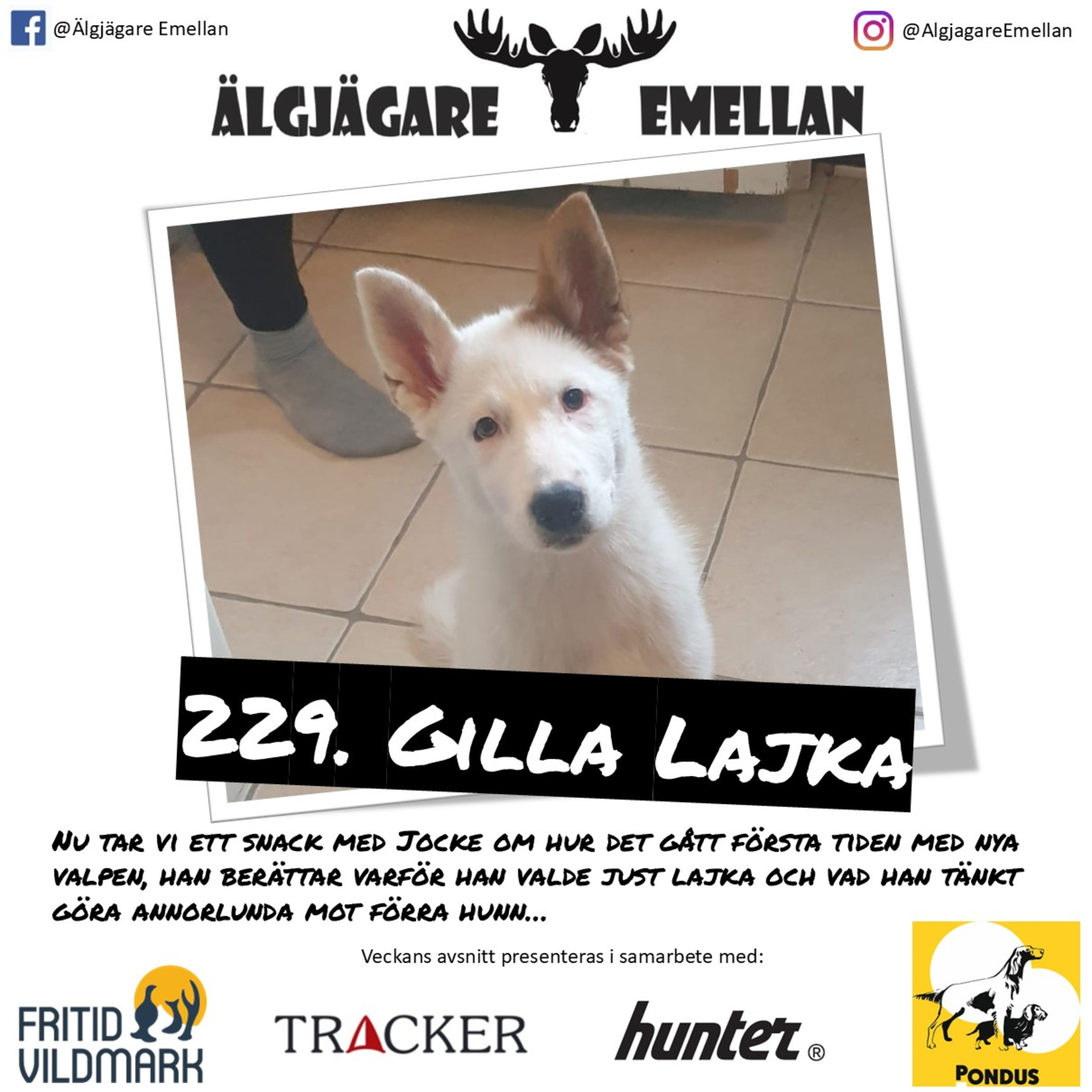 229. Gilla Lajka episode artwork