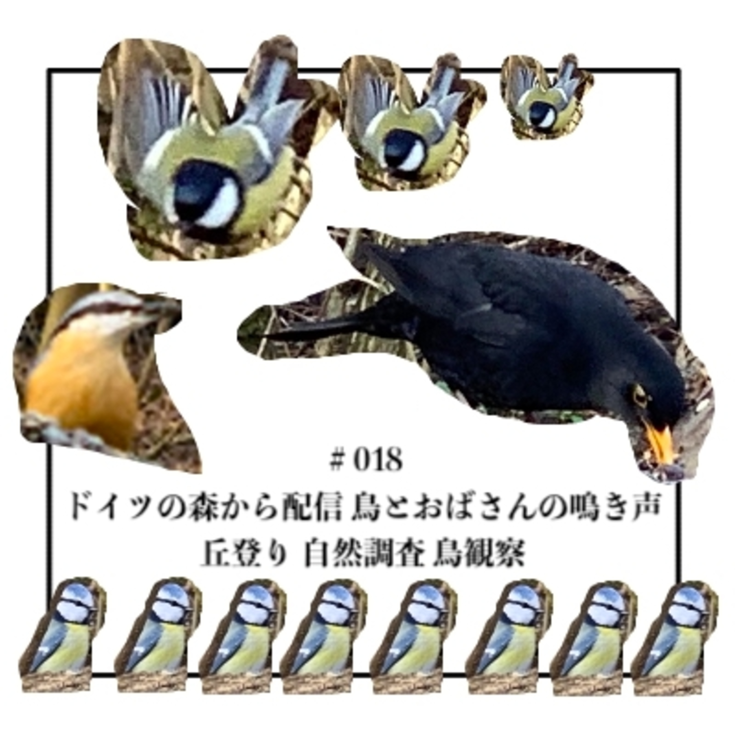 ＃18 ドイツの森から配信 鳥とおばさんの鳴き声 丘登り 自然調査 鳥観察  episode artwork