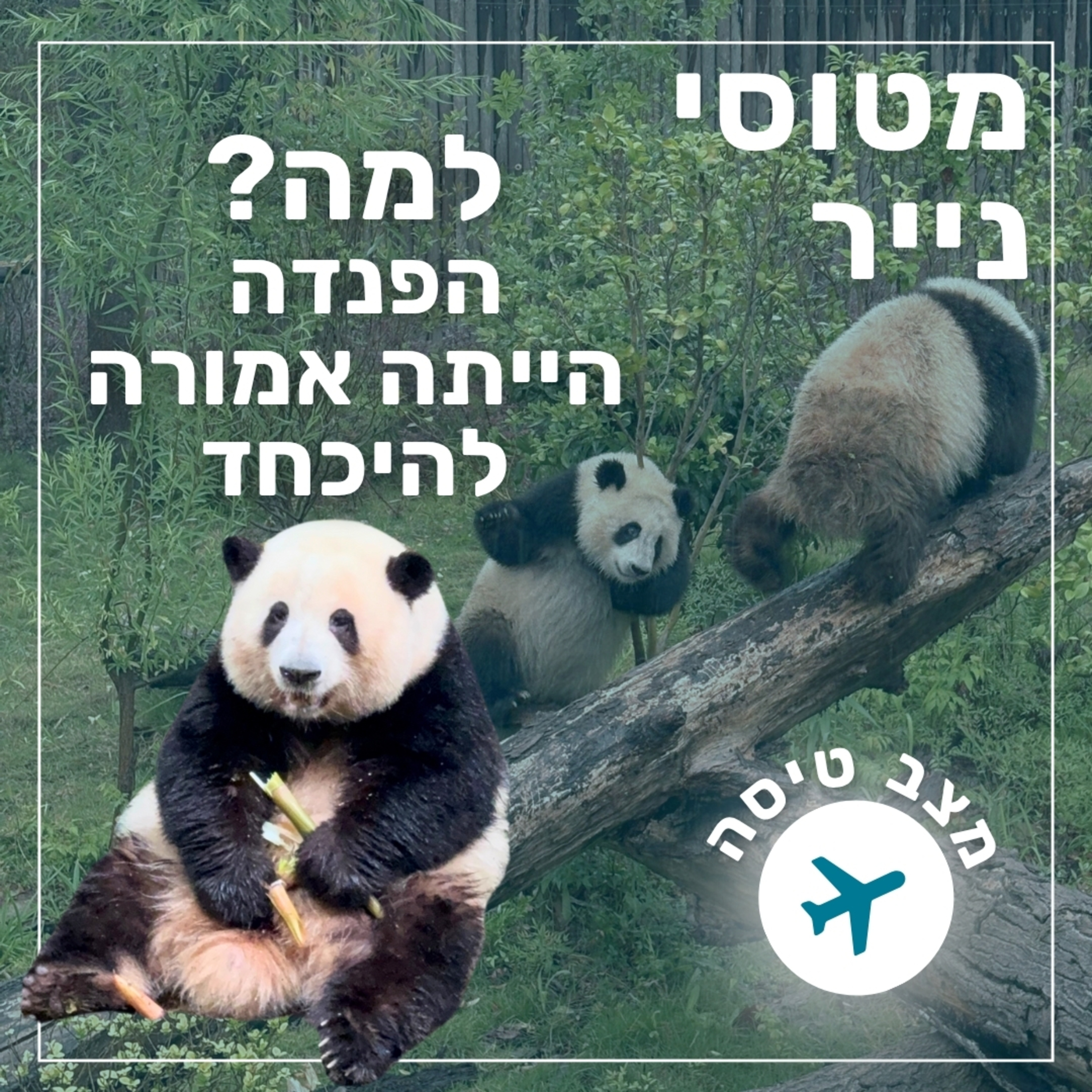 130- למה הפנדה הייתה אמורה להיכחד | מצב טיסה episode artwork
