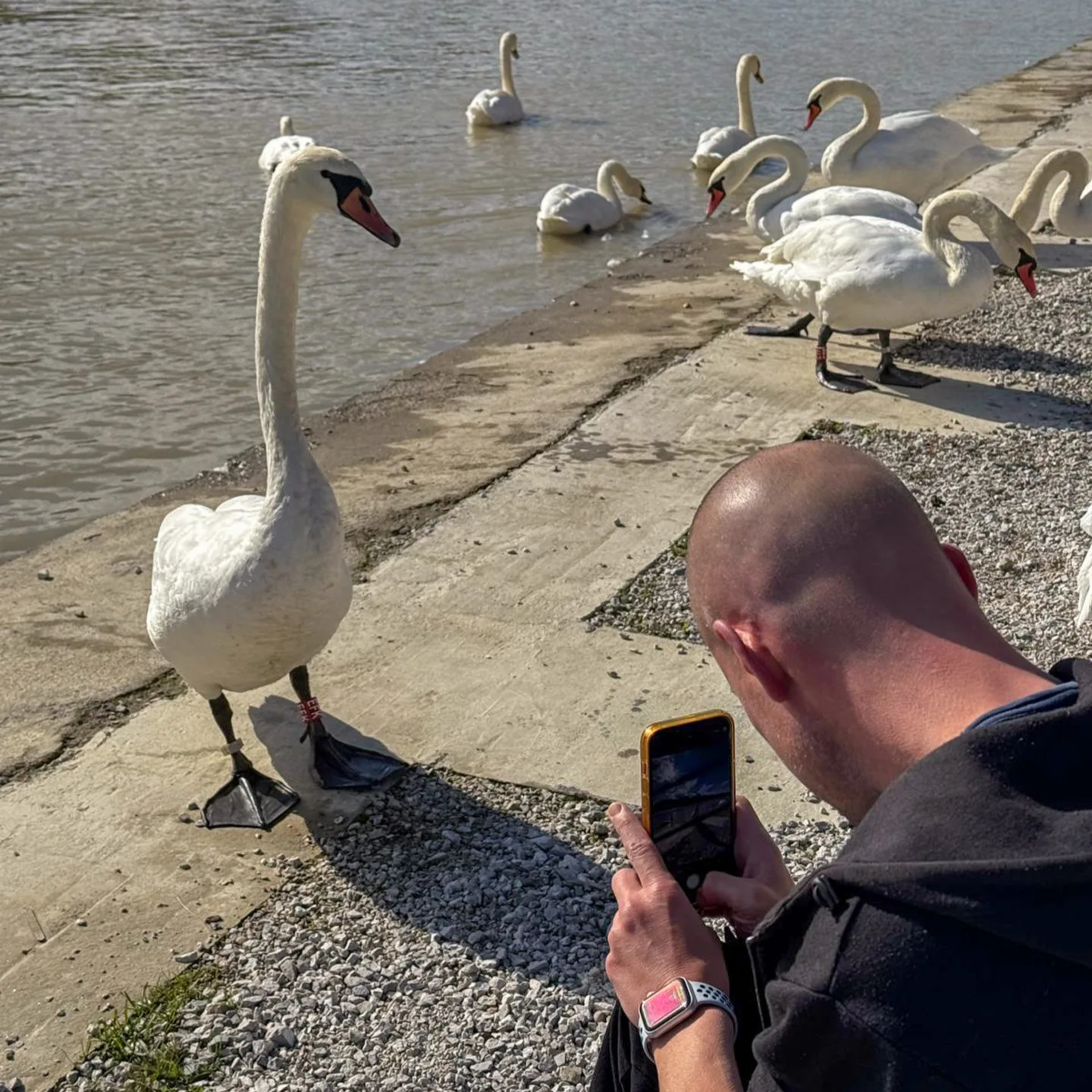 Schwäne in Maribor an der Drava für Foto und Video Marburg Drau #visitmaribor episode artwork