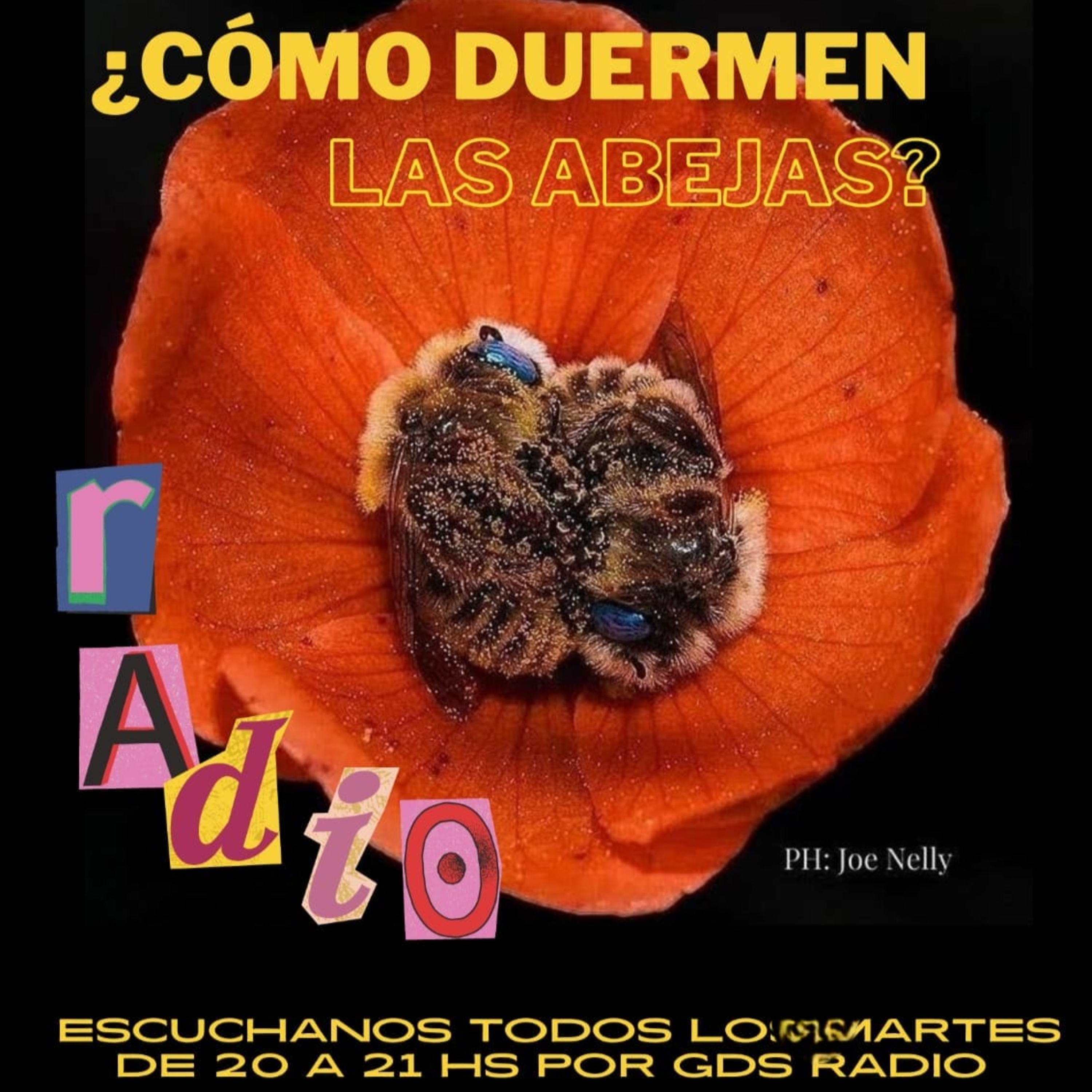 ¿Cómo duermen las abejas? Hoy Ianina Harari. 12 de septiembre de 2023 episode artwork