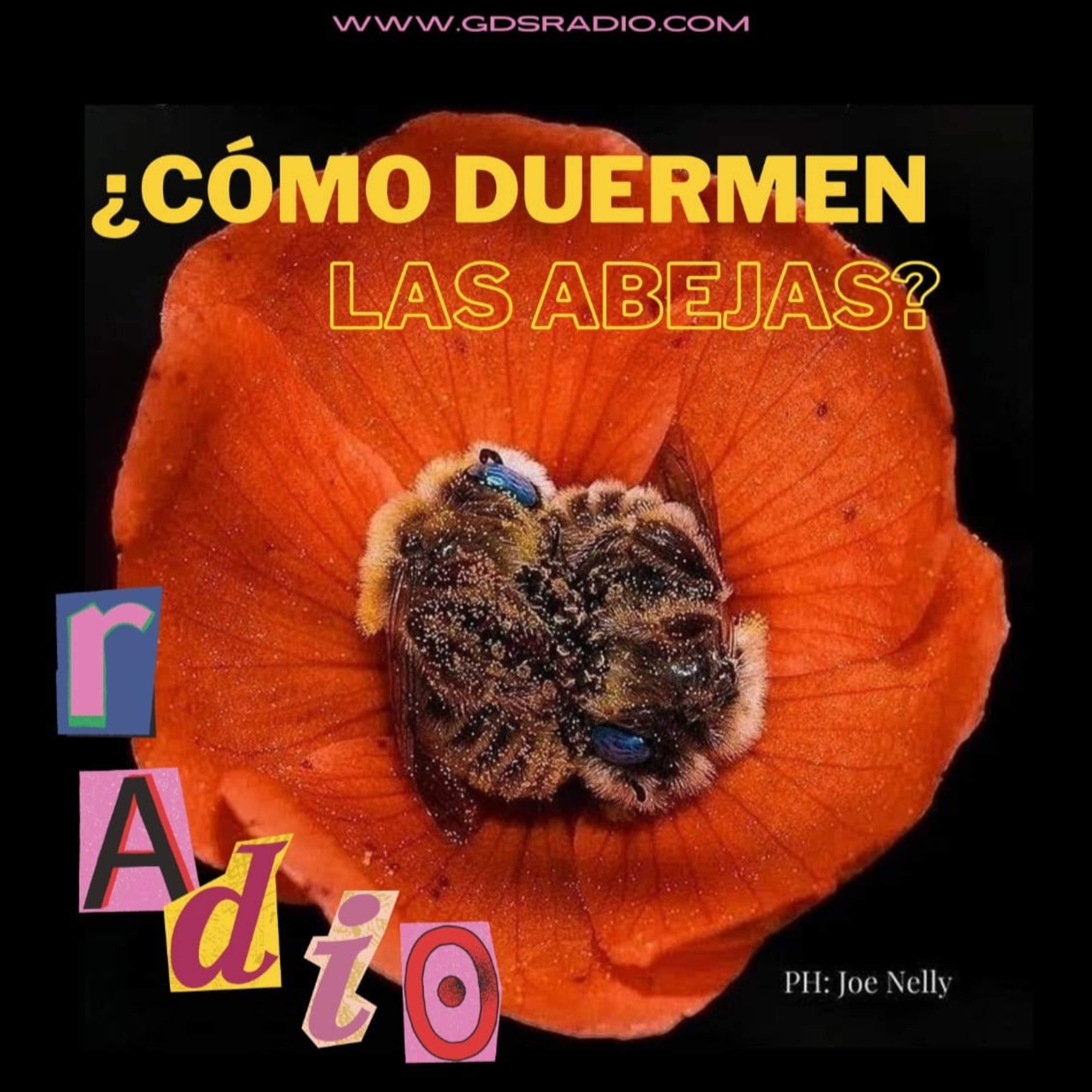 ¿Cómo duermen las abejas? 2 temporada Eduardo Nachman 13 de febrero de 2024 episode artwork