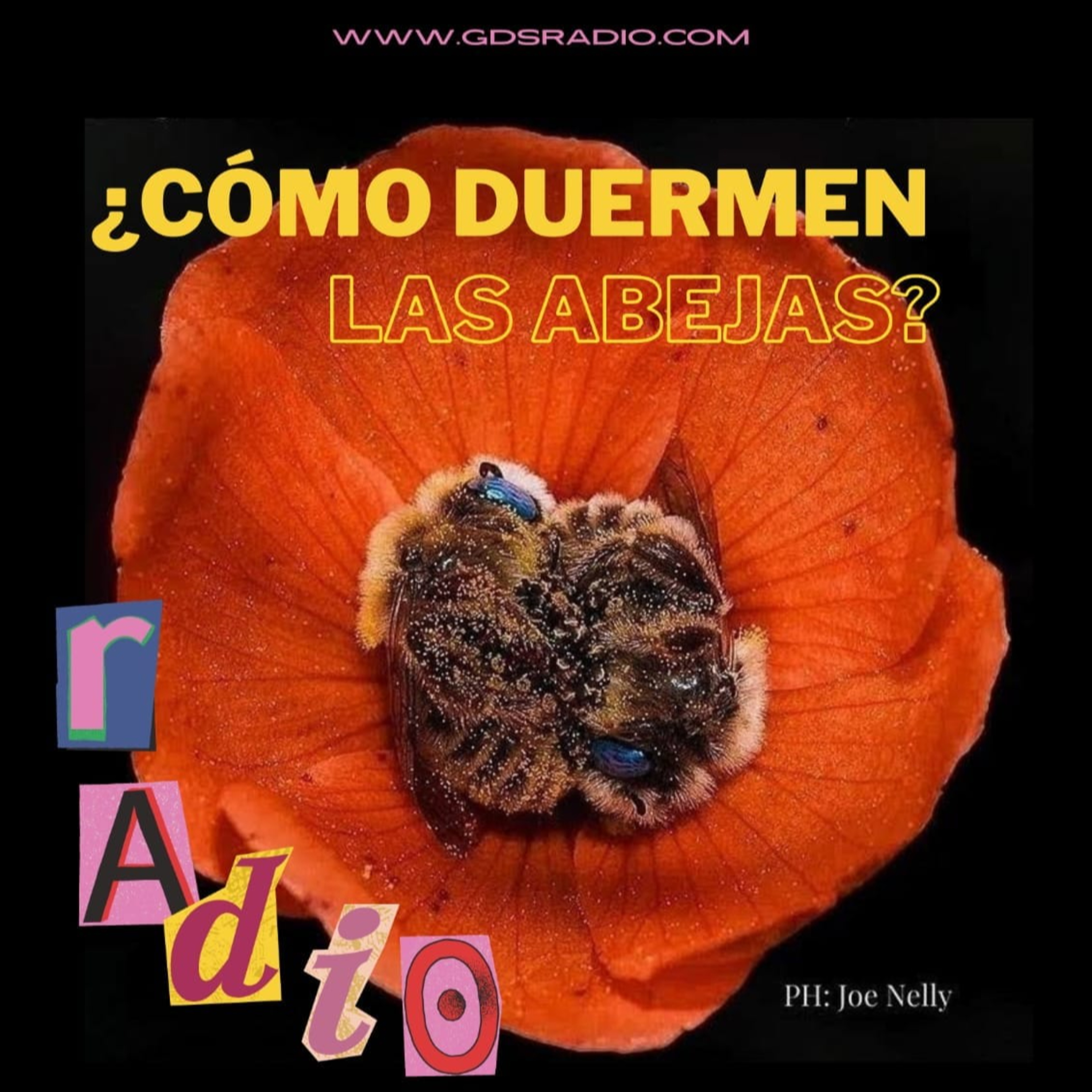  ⁠¿Cómo duermen las abejas?⁠ Desde las 20 hs . Solidaridad con los trabajadores Uruguayos y Malvinas. 2 de abril de 2024 episode artwork