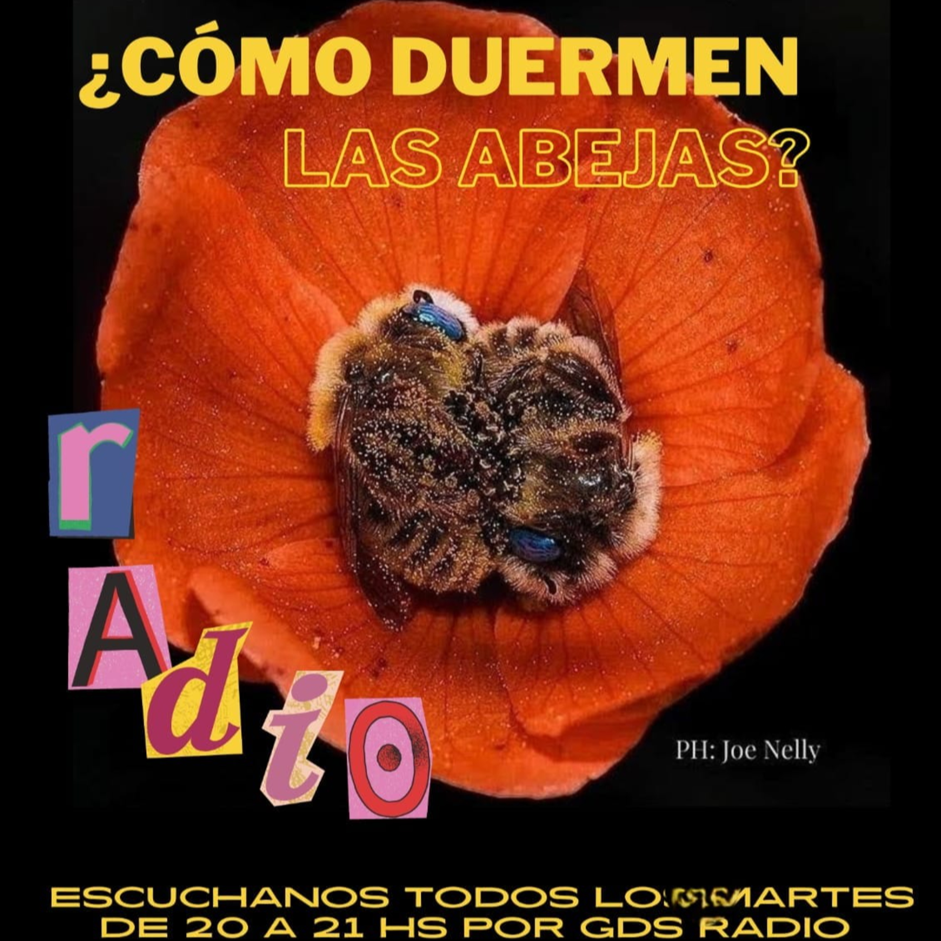 ¿Cómo duermen las Abejas? Especial Uruguay Laura Boiani, Marcha del Silencio. 21 de mayo de 2024  episode artwork