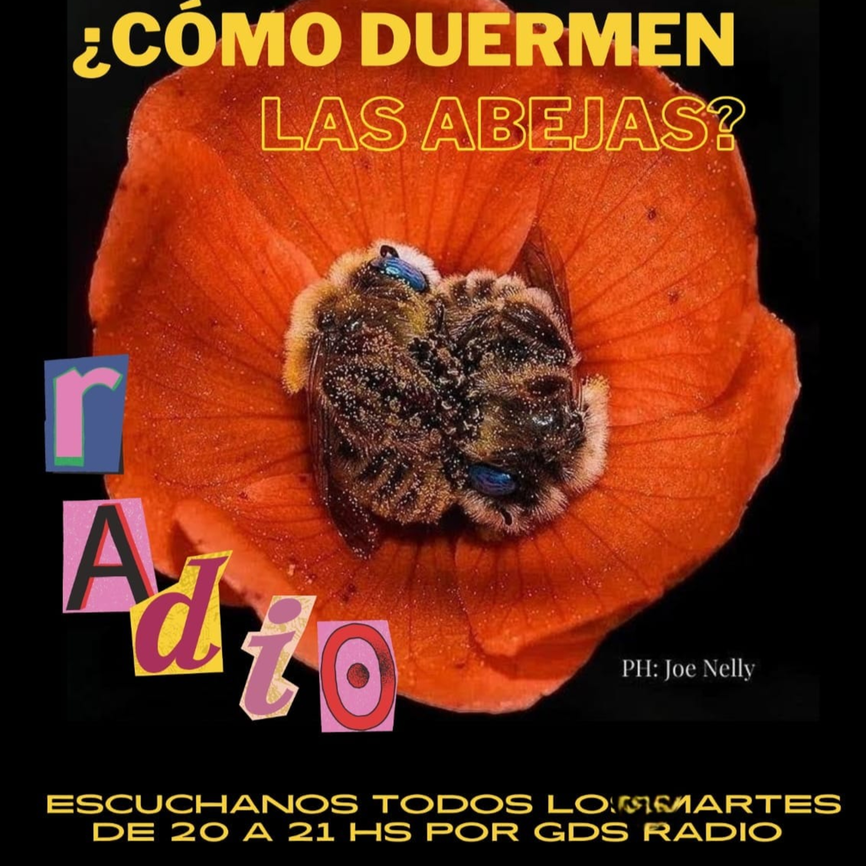 ¿Cómo duermen las abejas? . Alberto Sava Coordinador del FRENTE de artistas del Borda.8 de octubre de 2024 episode artwork