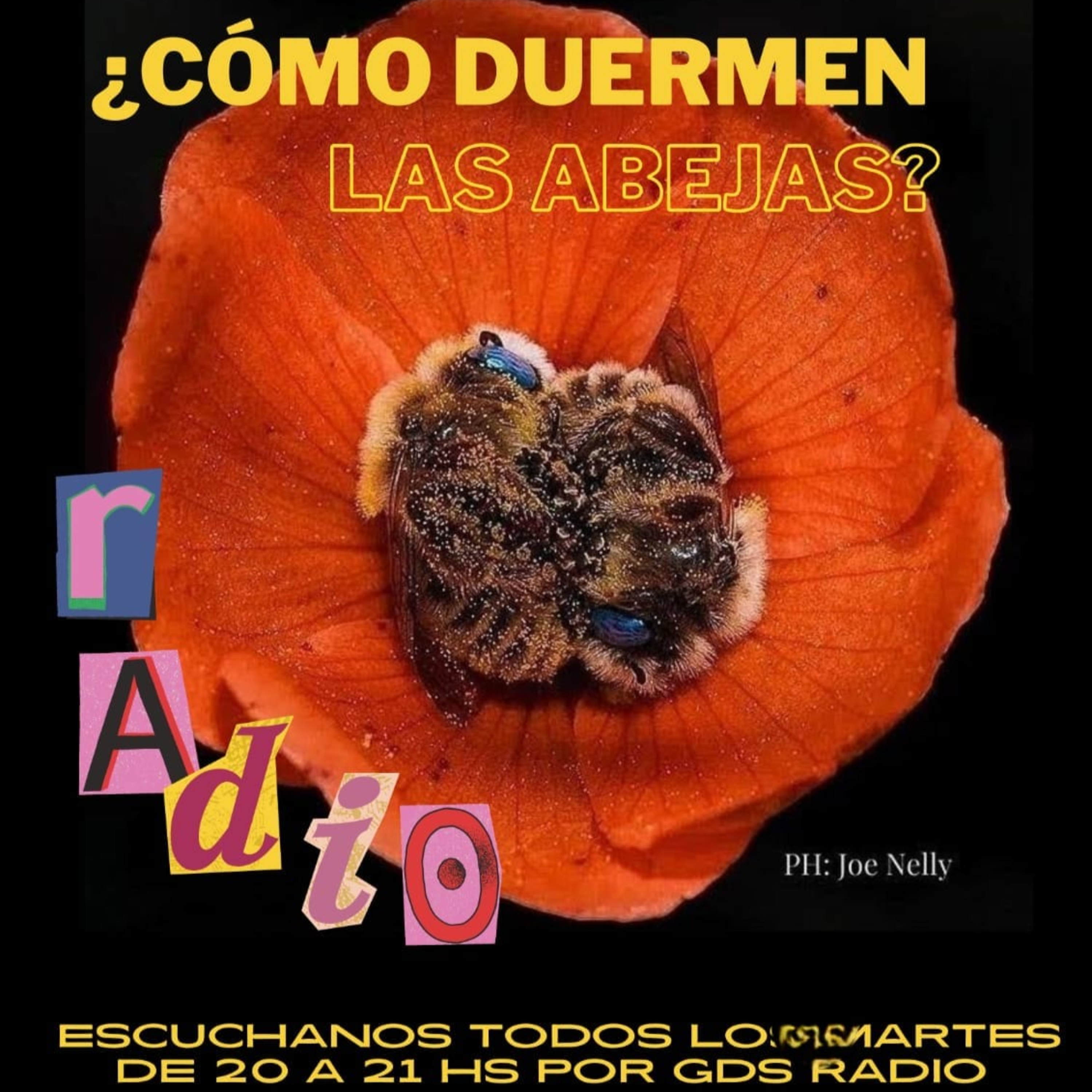 ¿Cómo duermen las Abejas? 17 de diciembre de 2024 episode artwork