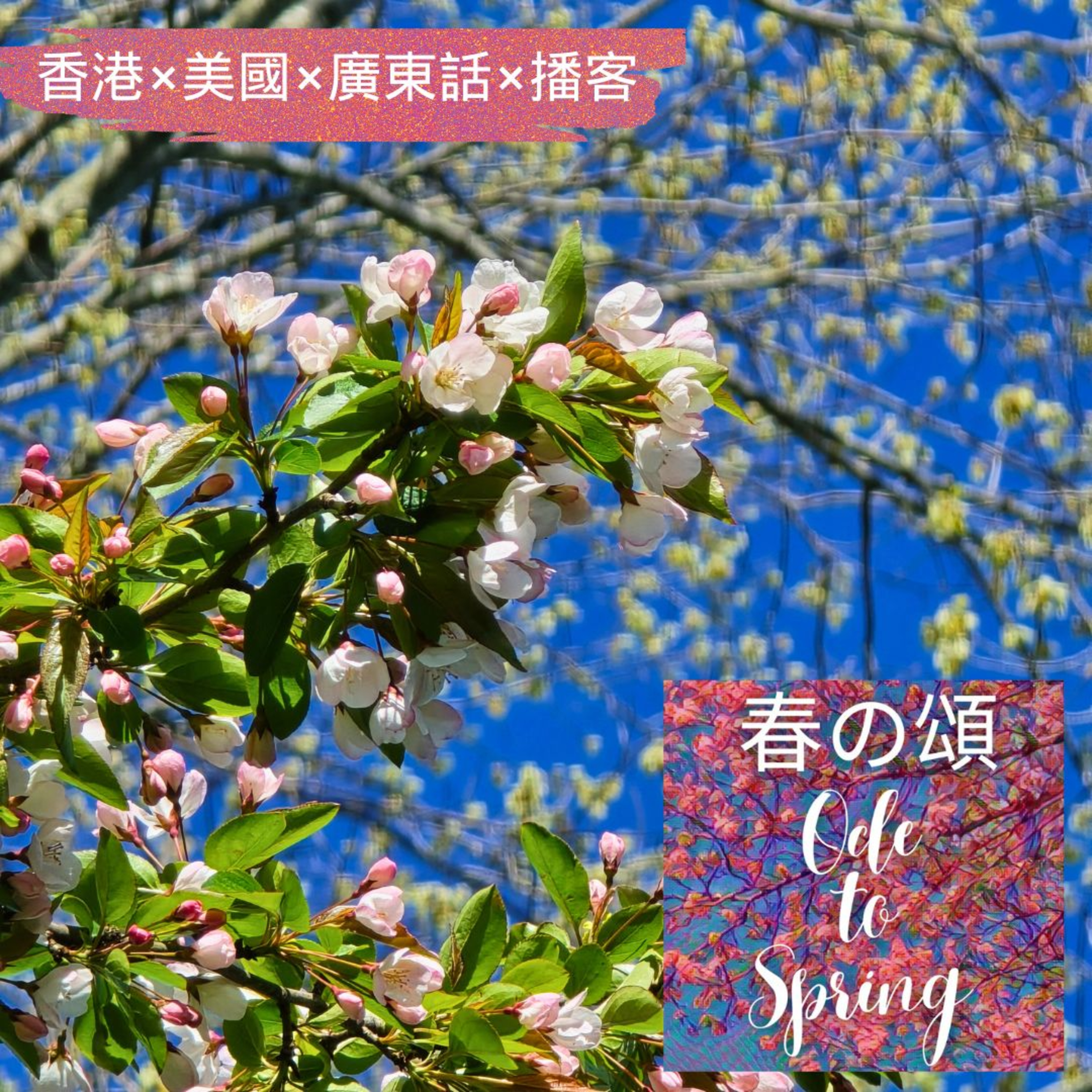 波士頓春天氣息 Spring in Boston episode artwork