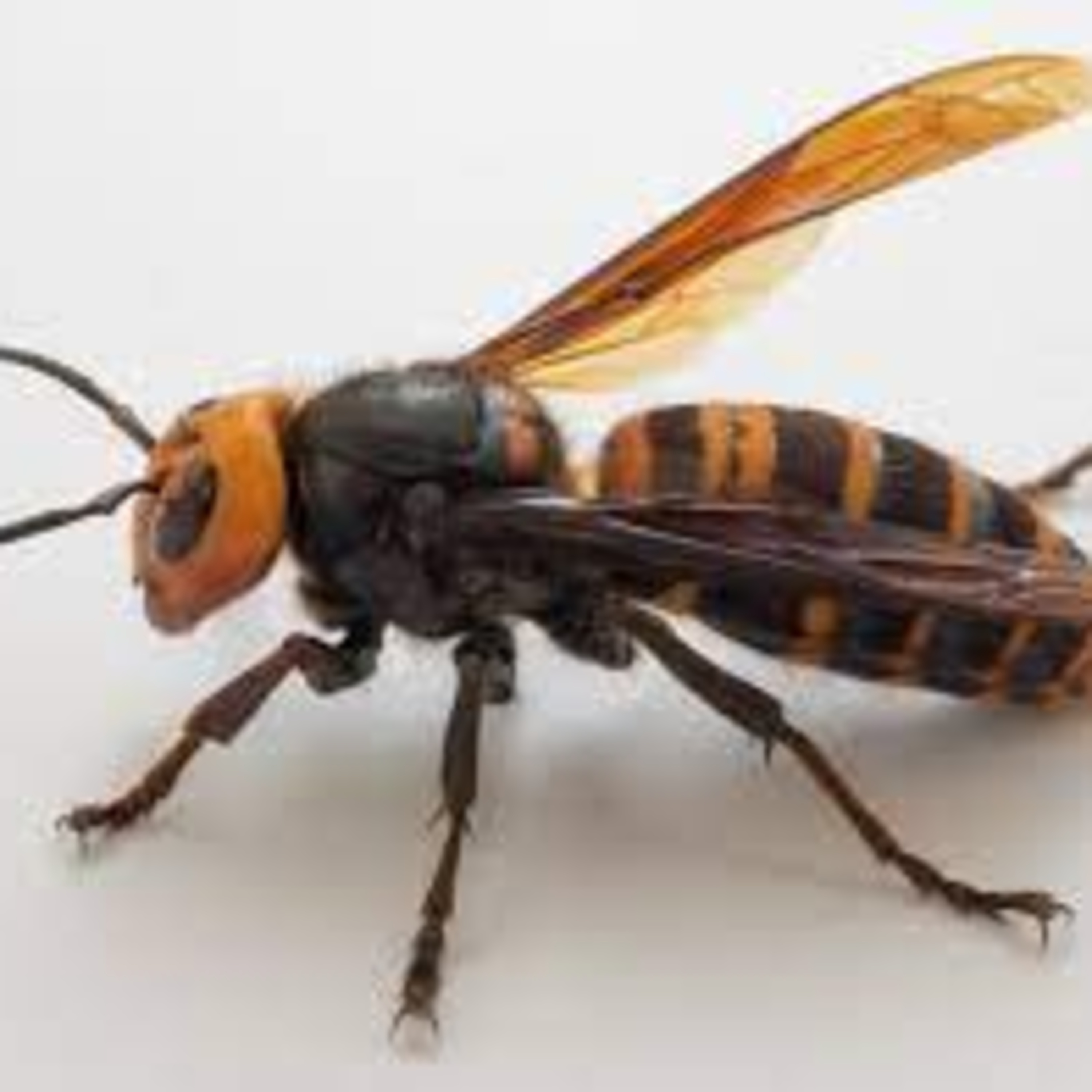 Hornet Buzz