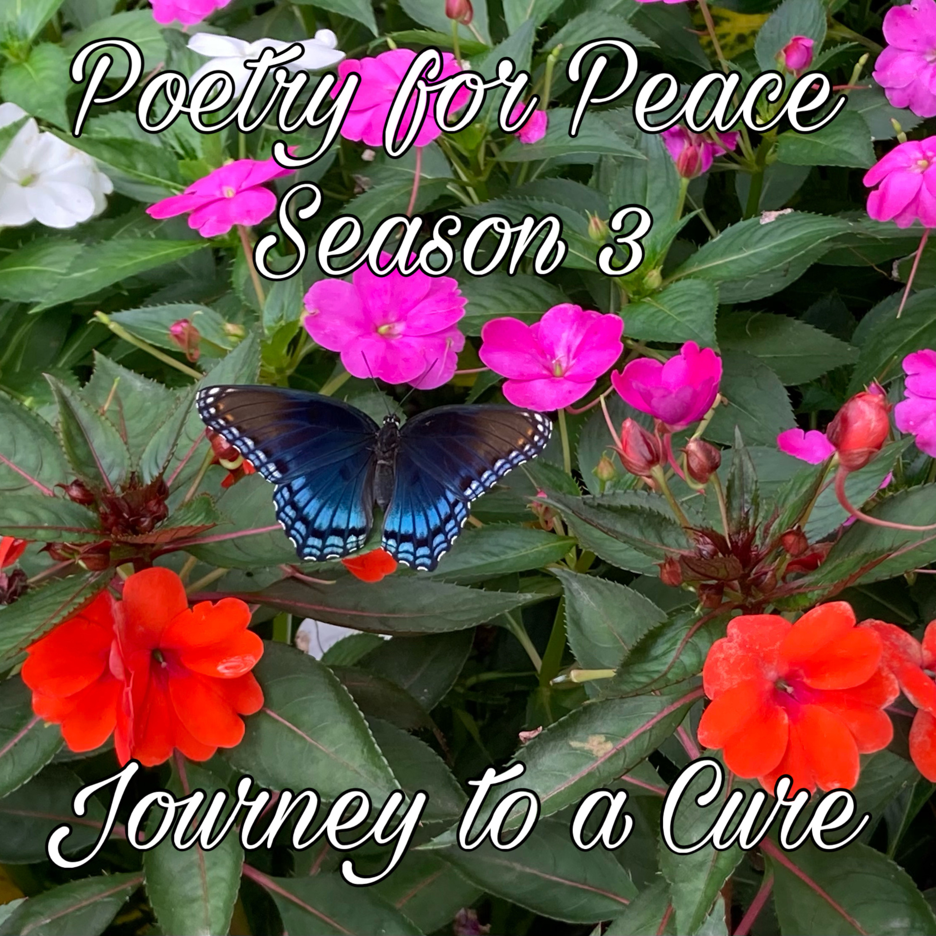 Poetry for Peace