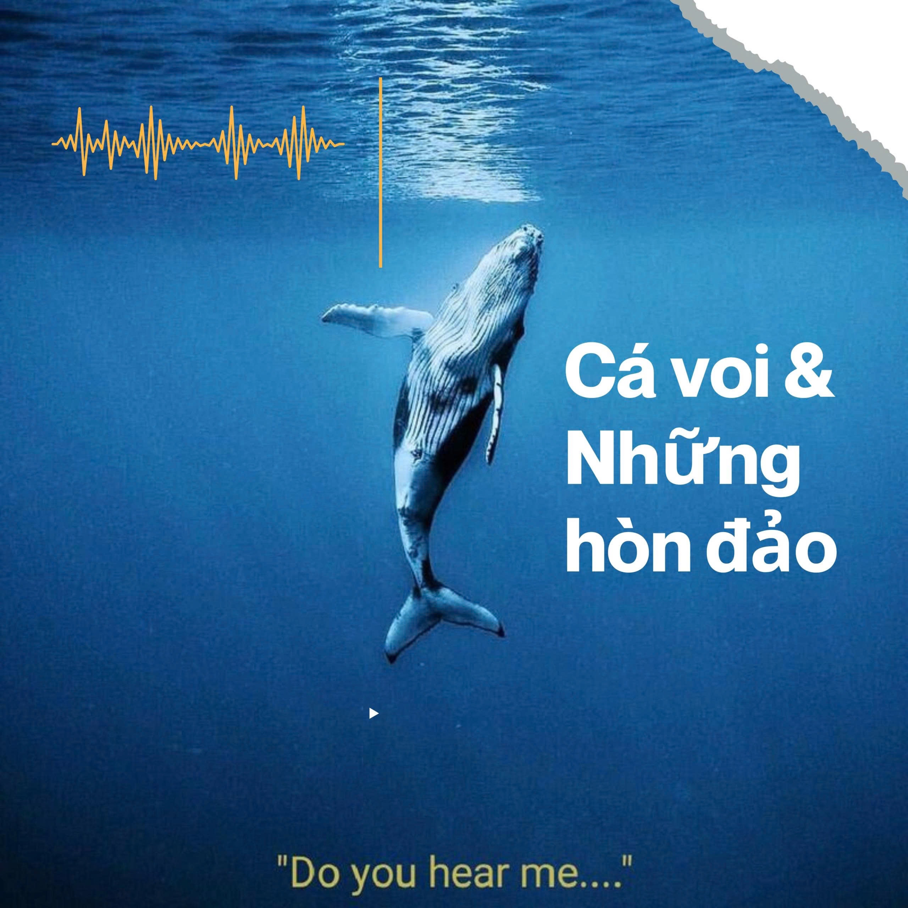 Cá Voi và những hòn đảo