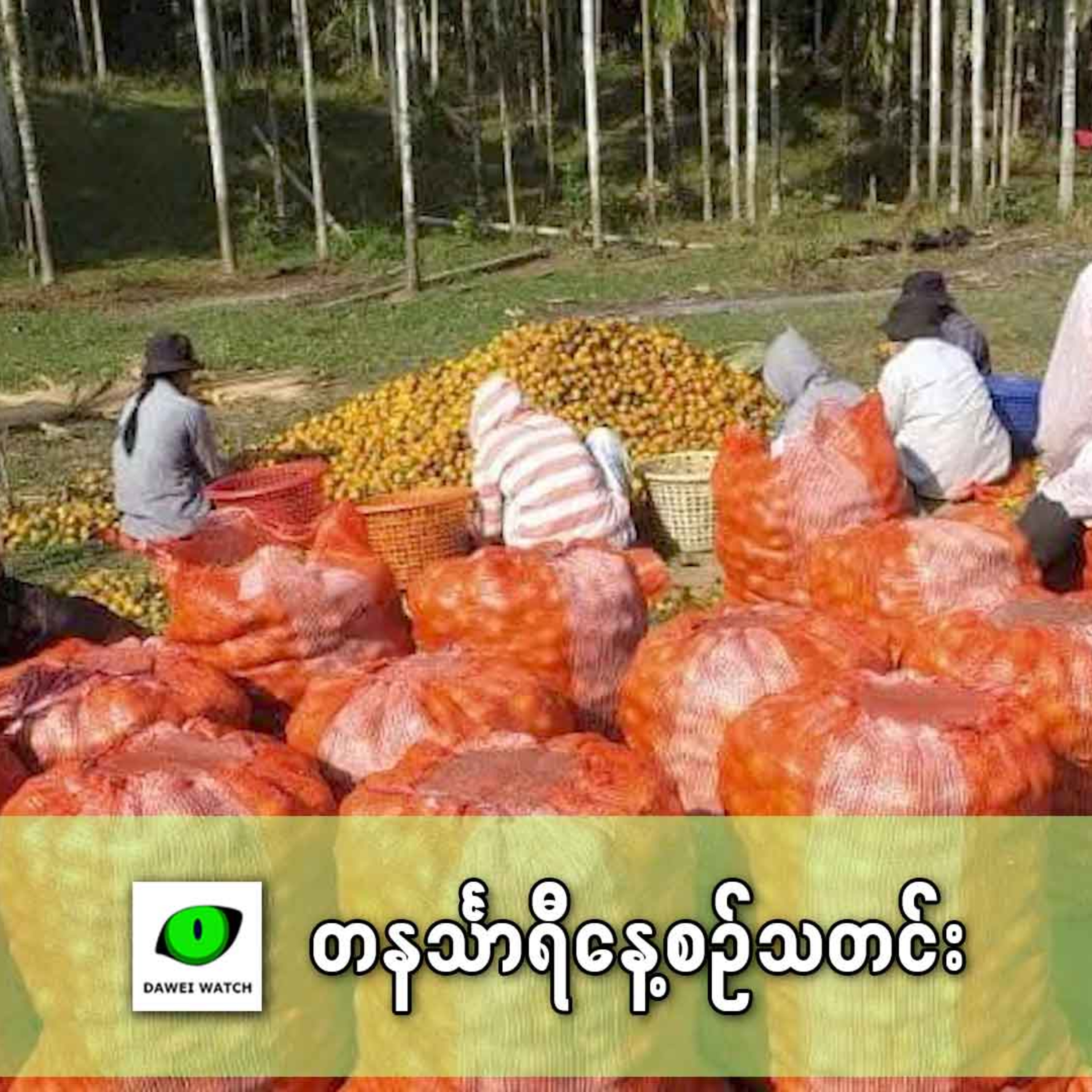 နိုဝင်ဘာလ ၂၇ ရက် တနင်္သာရီနေ့စဉ်သတင်း အစီအစဉ် episode artwork