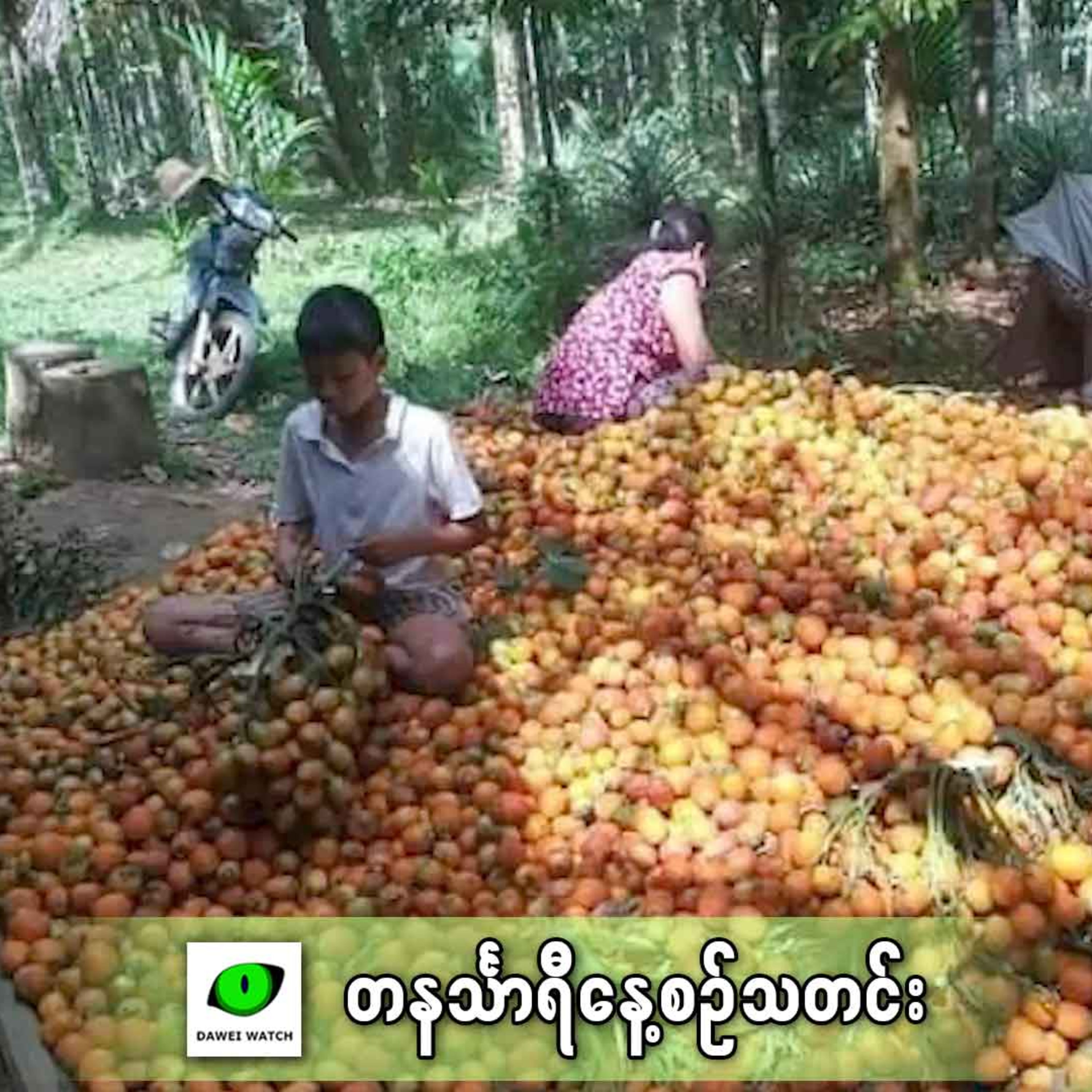 ဖေဖော်ဝါရီလ ၂၅ရက် တနင်္သာရီနေ့စဉ်သတင်း အစီအစဉ် episode artwork