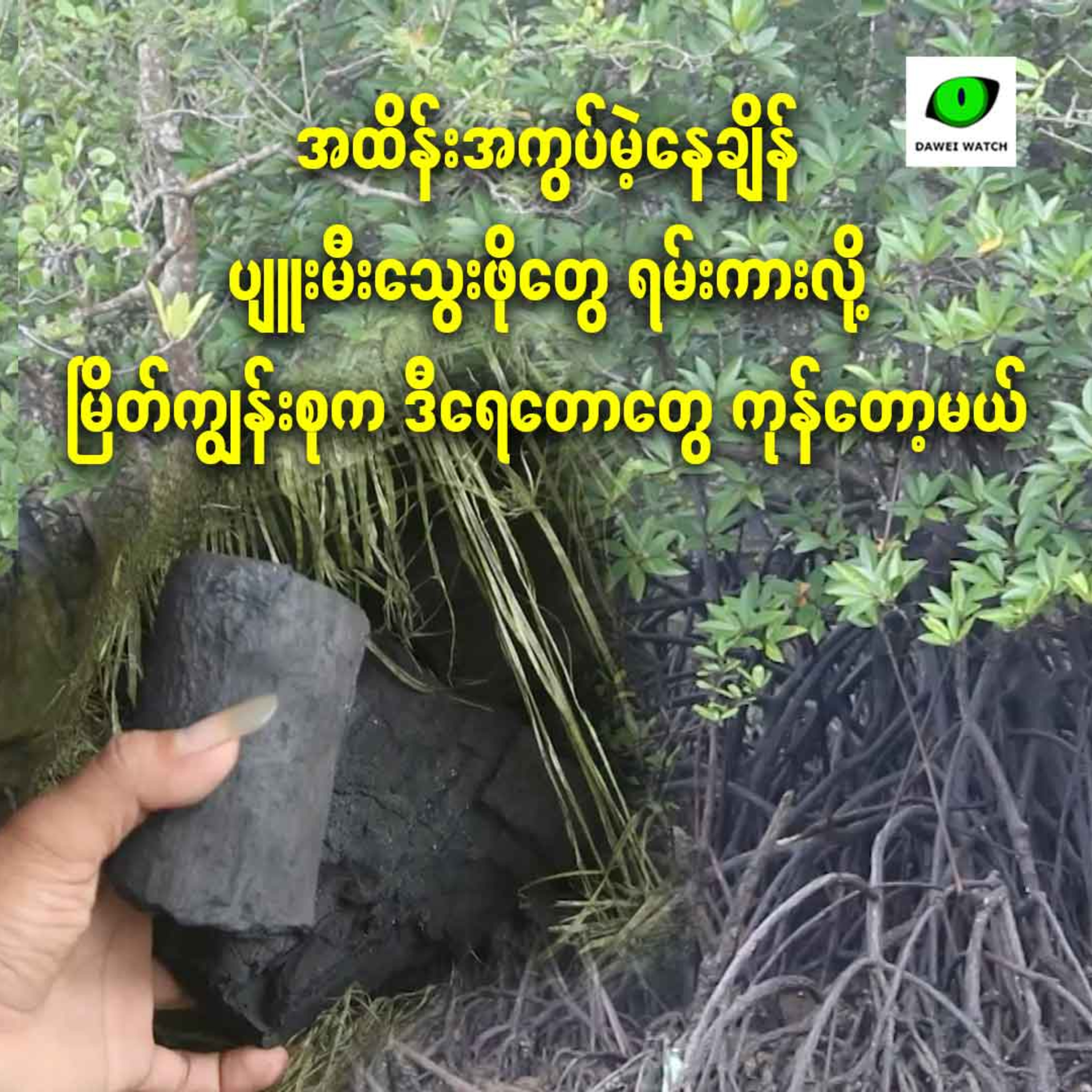 အထိန်းအကွပ်မဲ့နေချိန် ပျူးမီးသွေးဖိုတွေ ရမ်းကားလို့ မြိတ်ကျွန်းစုက ဒီရေတောတွေ ကုန်တော့မယ် episode artwork