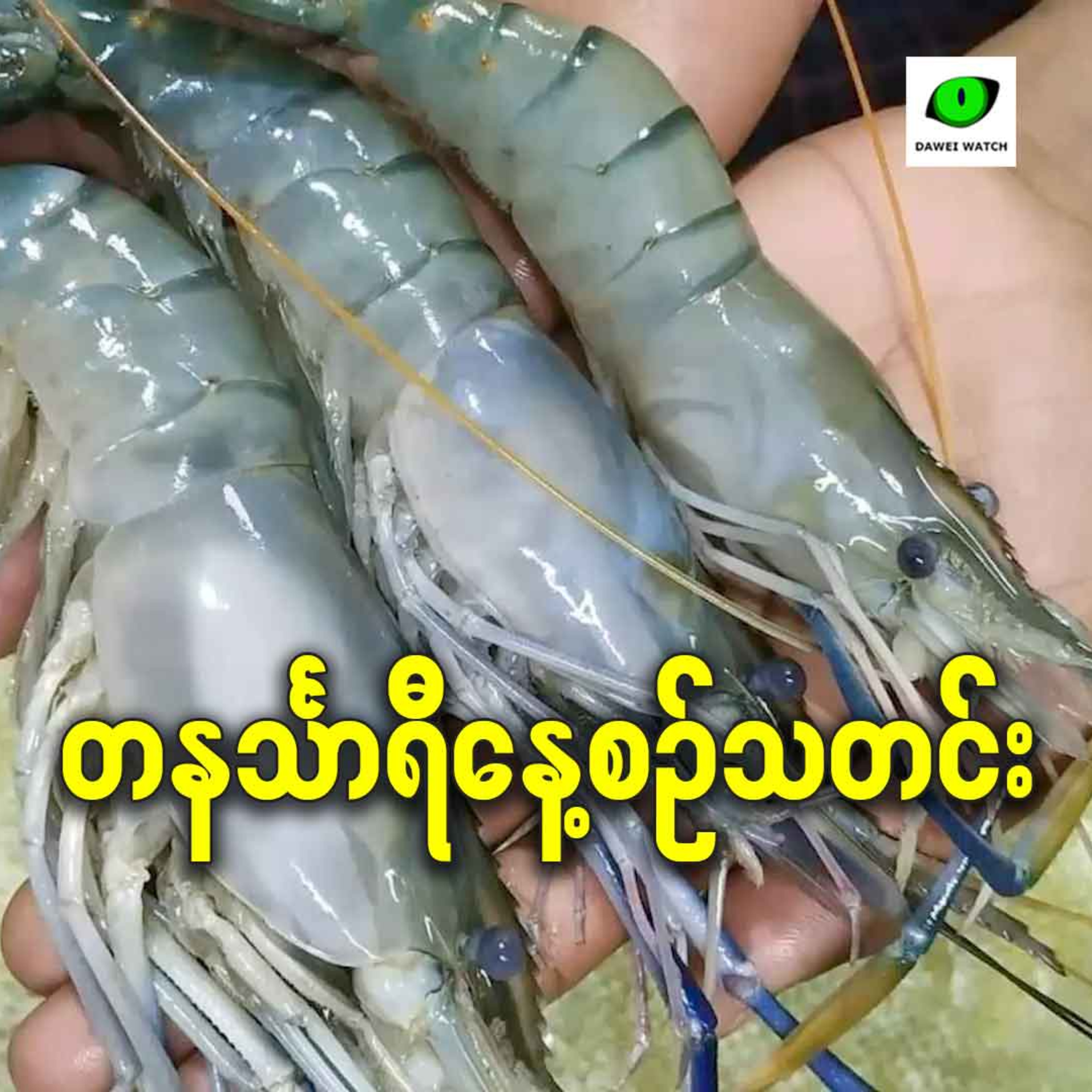 အောက်တိုဘာလ ၂၇ရက် တနင်္သာရီနေ့စဉ်သတင်း အစီအစဉ် episode artwork