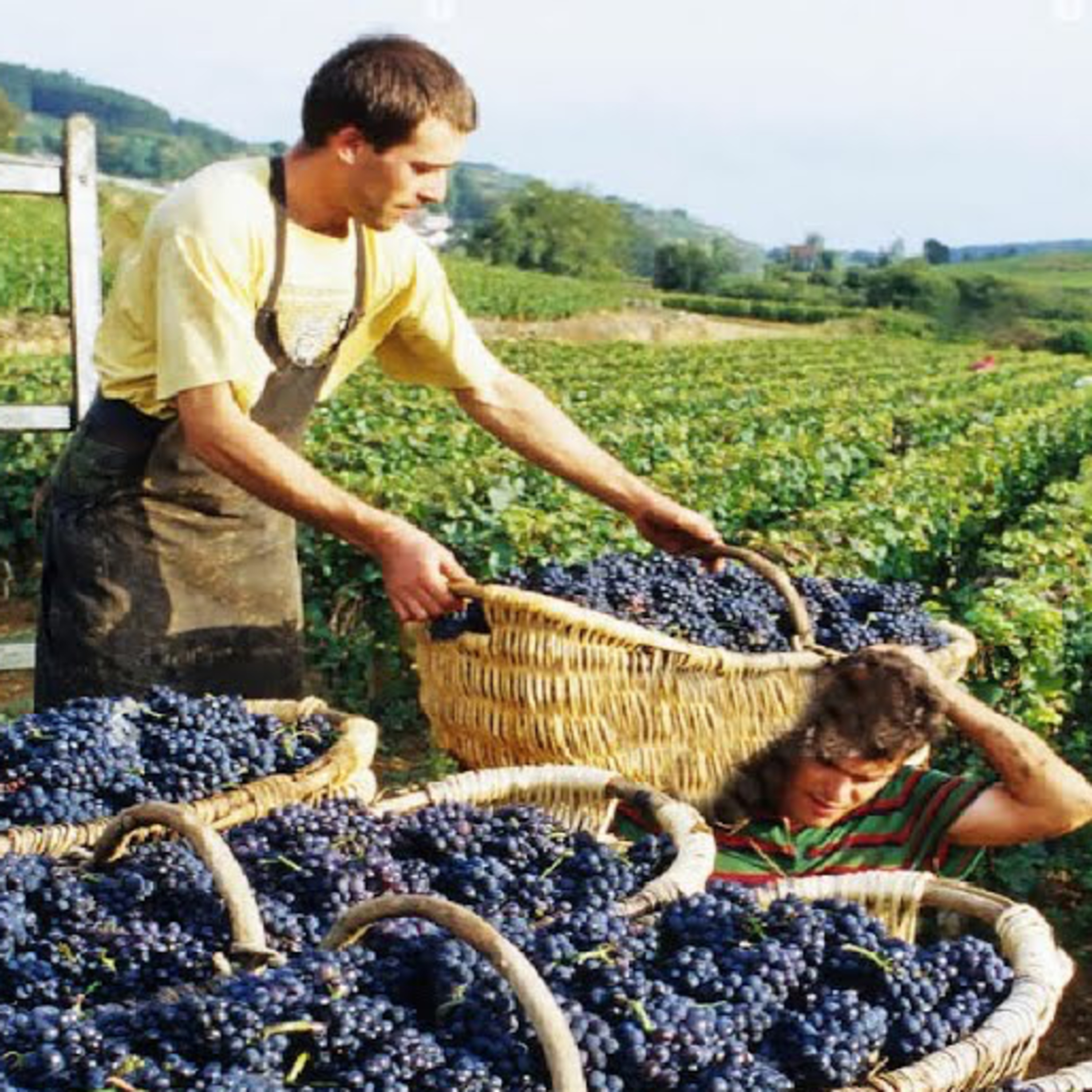 “Why Care About a Fruitful Life?” from John 15:1-8, 15:16-16:4