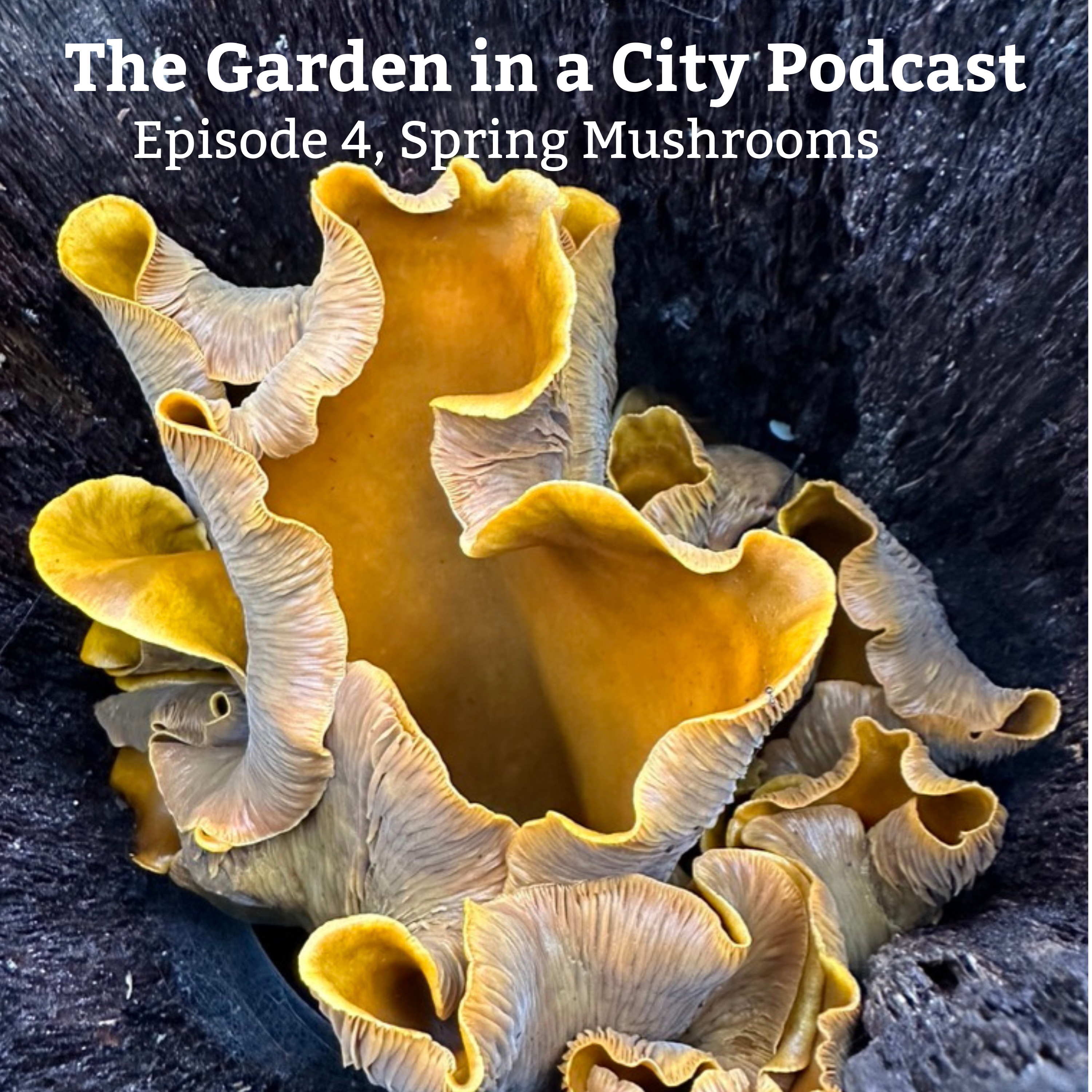 Garden in a City