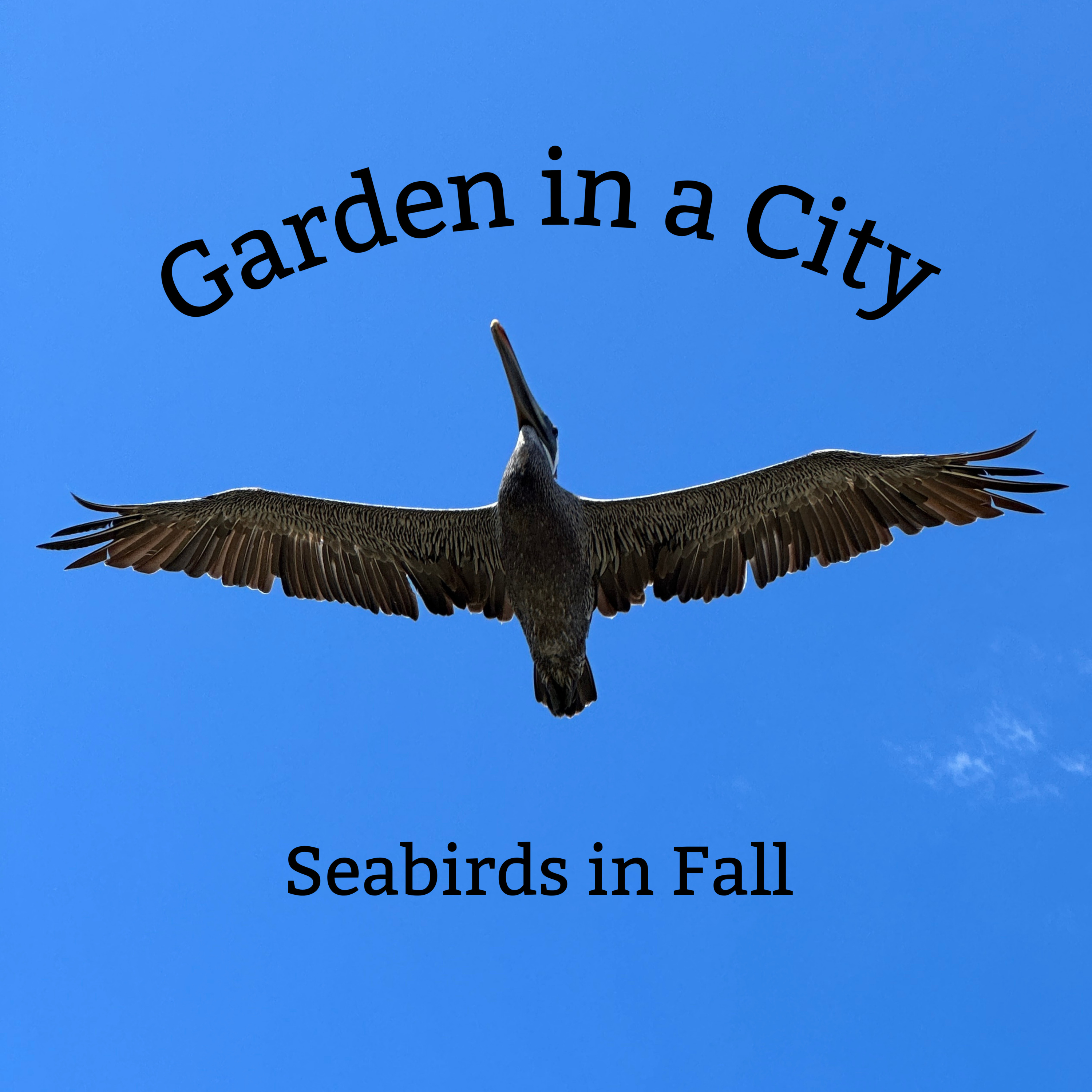 Garden in a City
