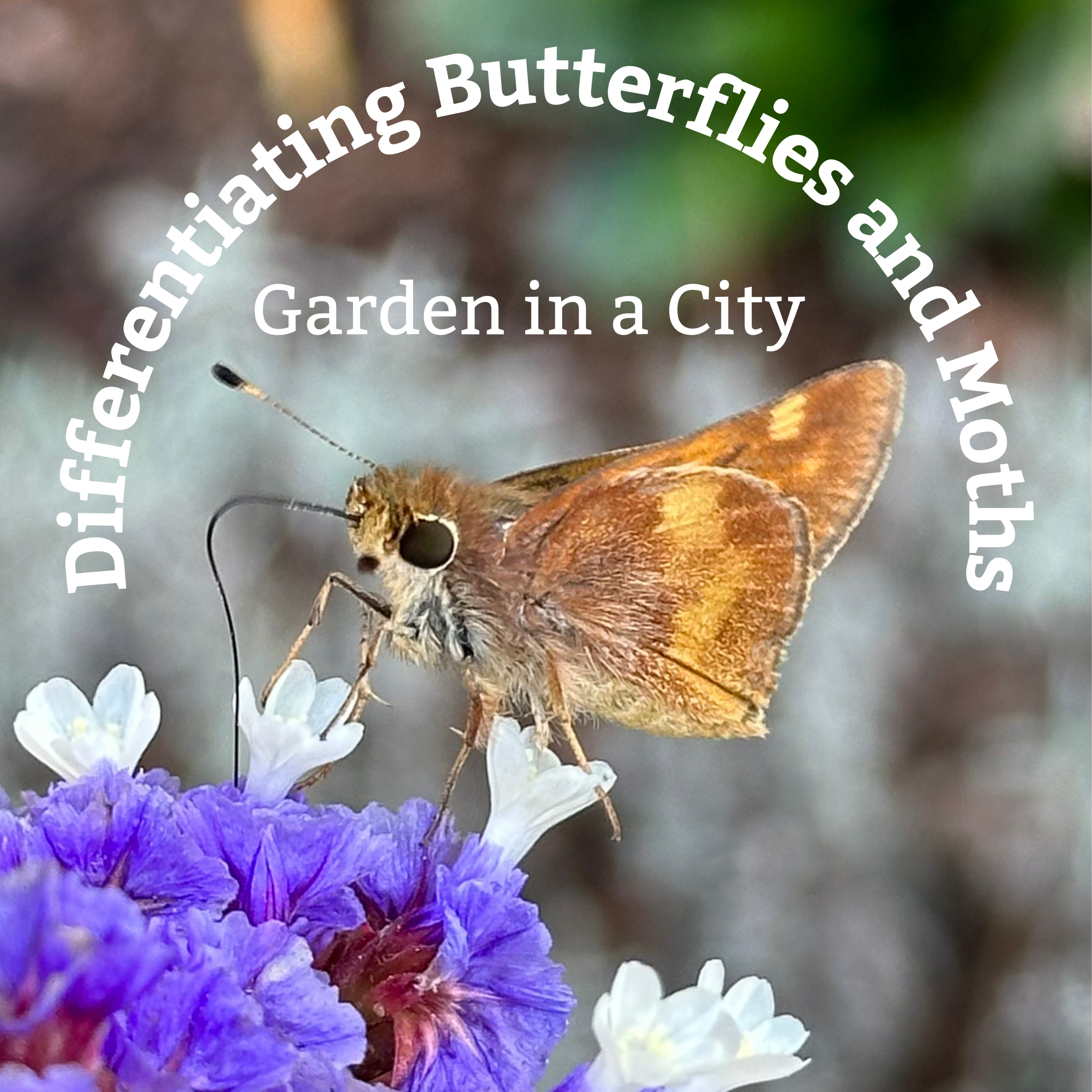 Garden in a City