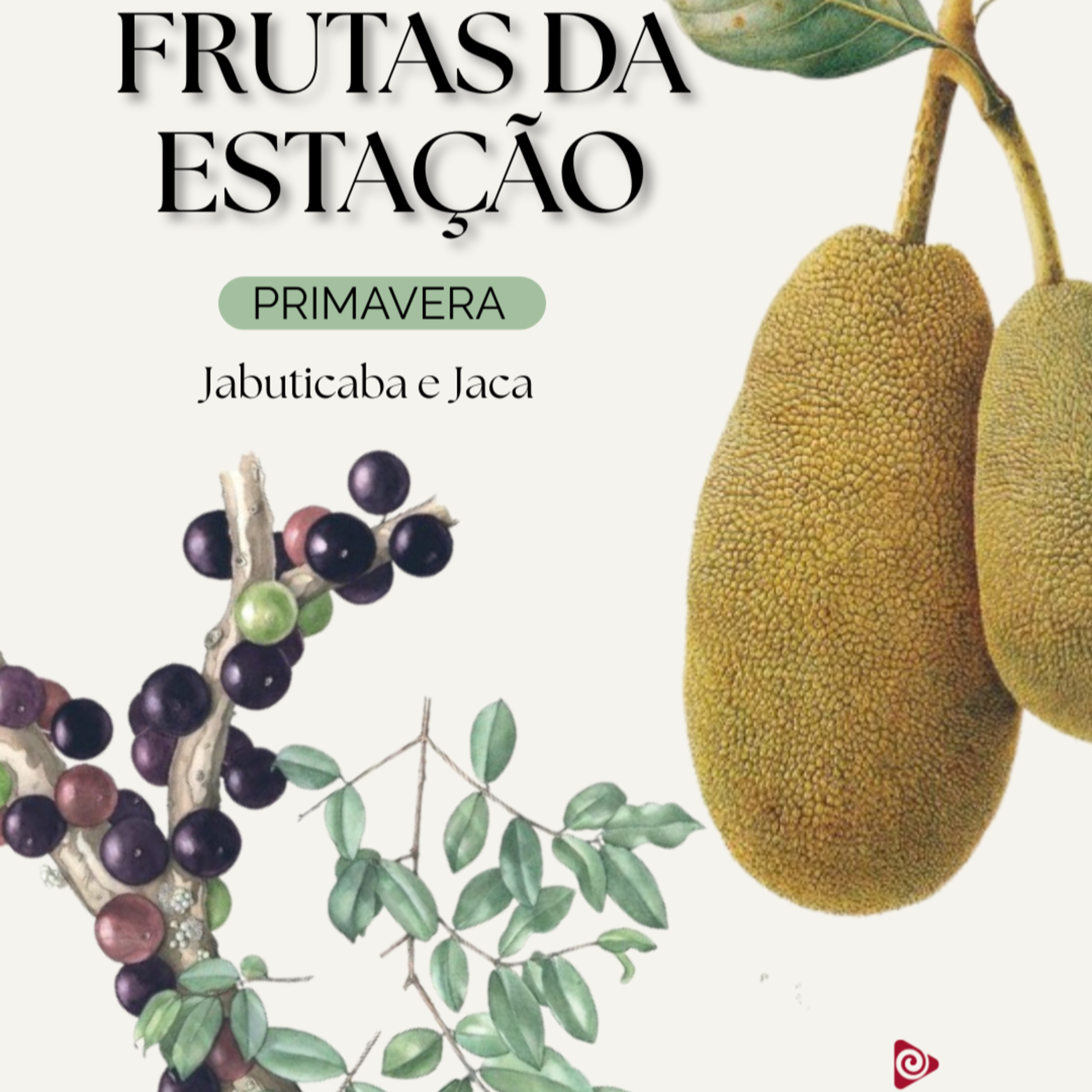 SPOT EDUCATIVO: Frutas de Cada Estação - Primavera: Jabuticaba e Jaca episode artwork