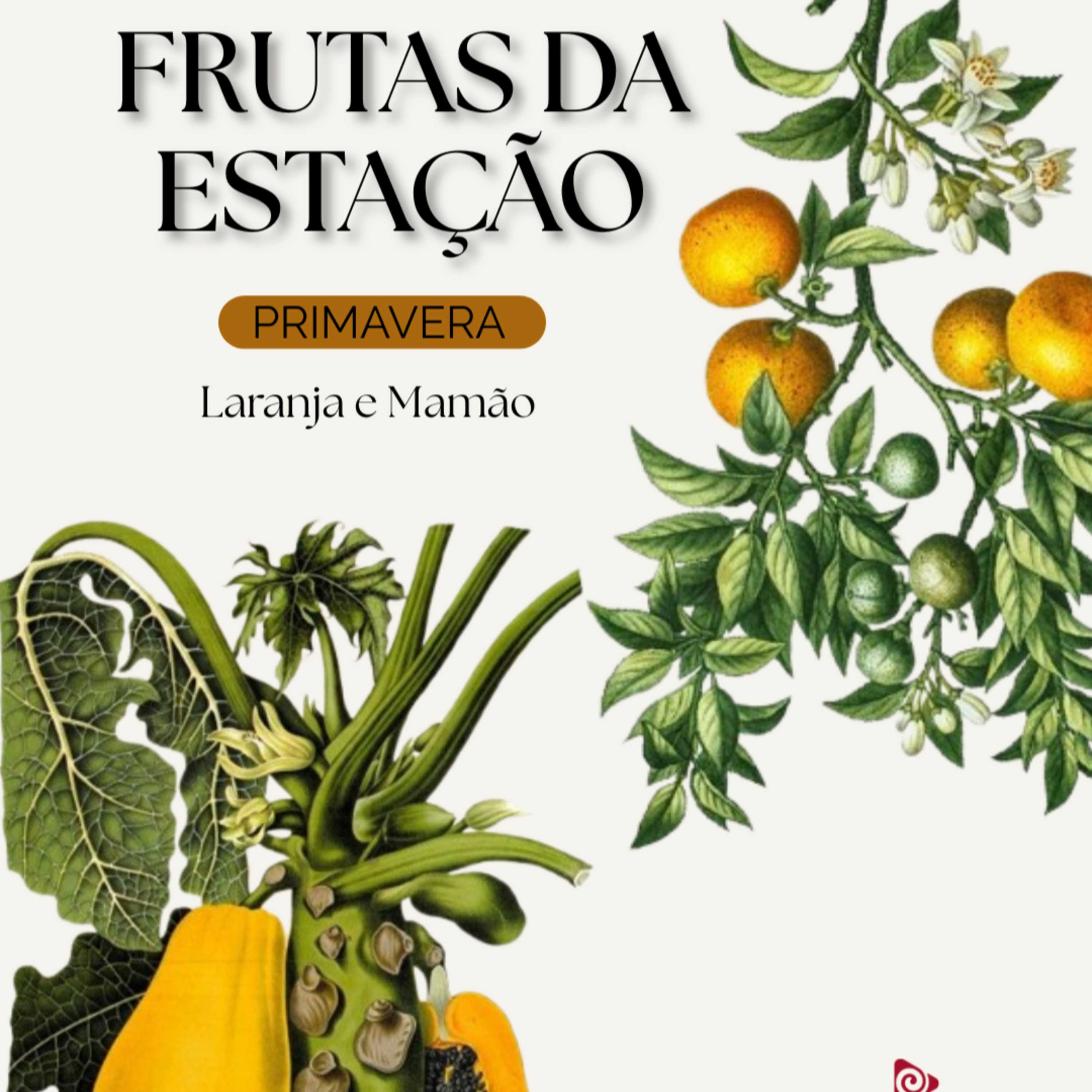 SPOT EDUCATIVO: Frutas de Cada Estação - Primavera: Laranja e Mamão episode artwork