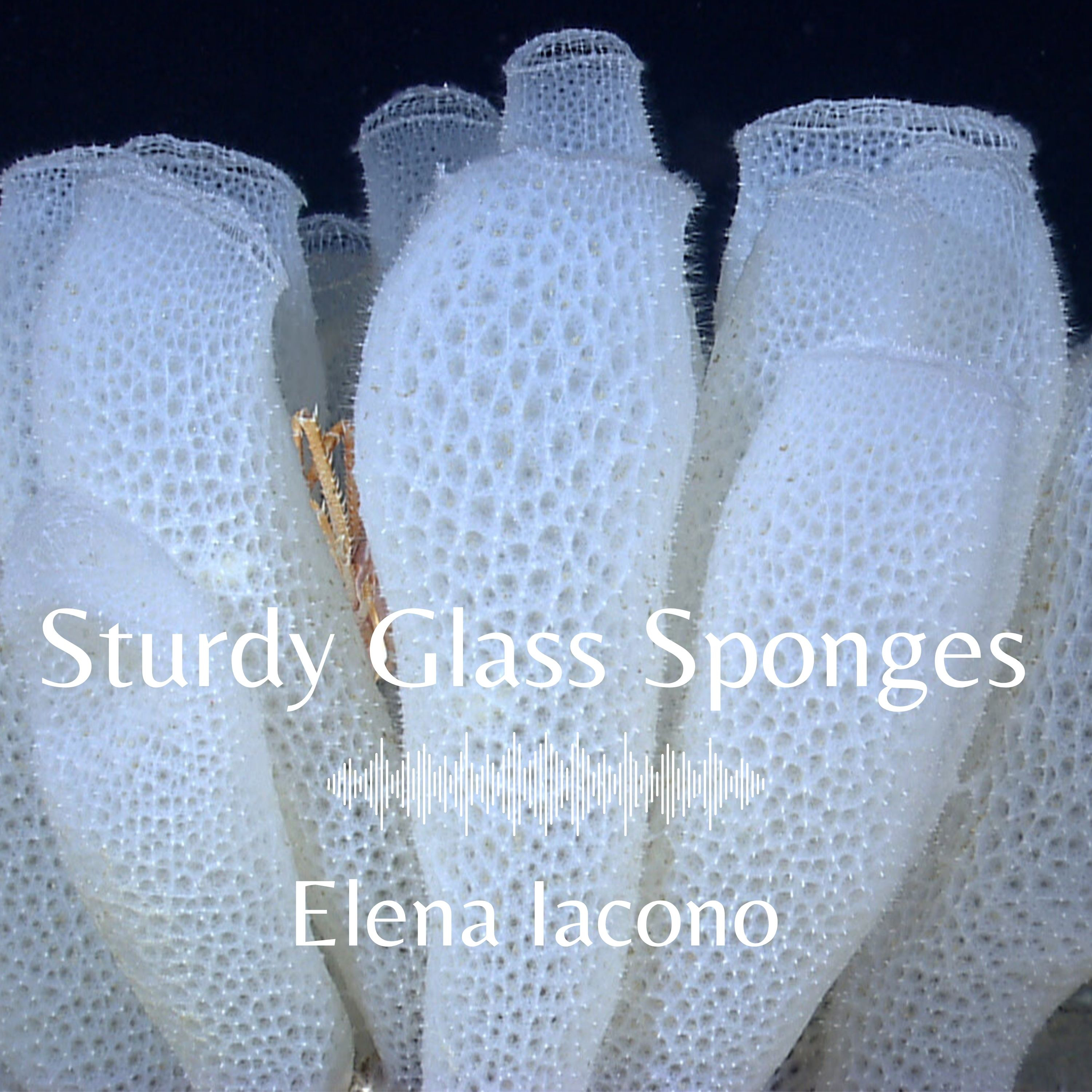 Sturdy Glass Sponges