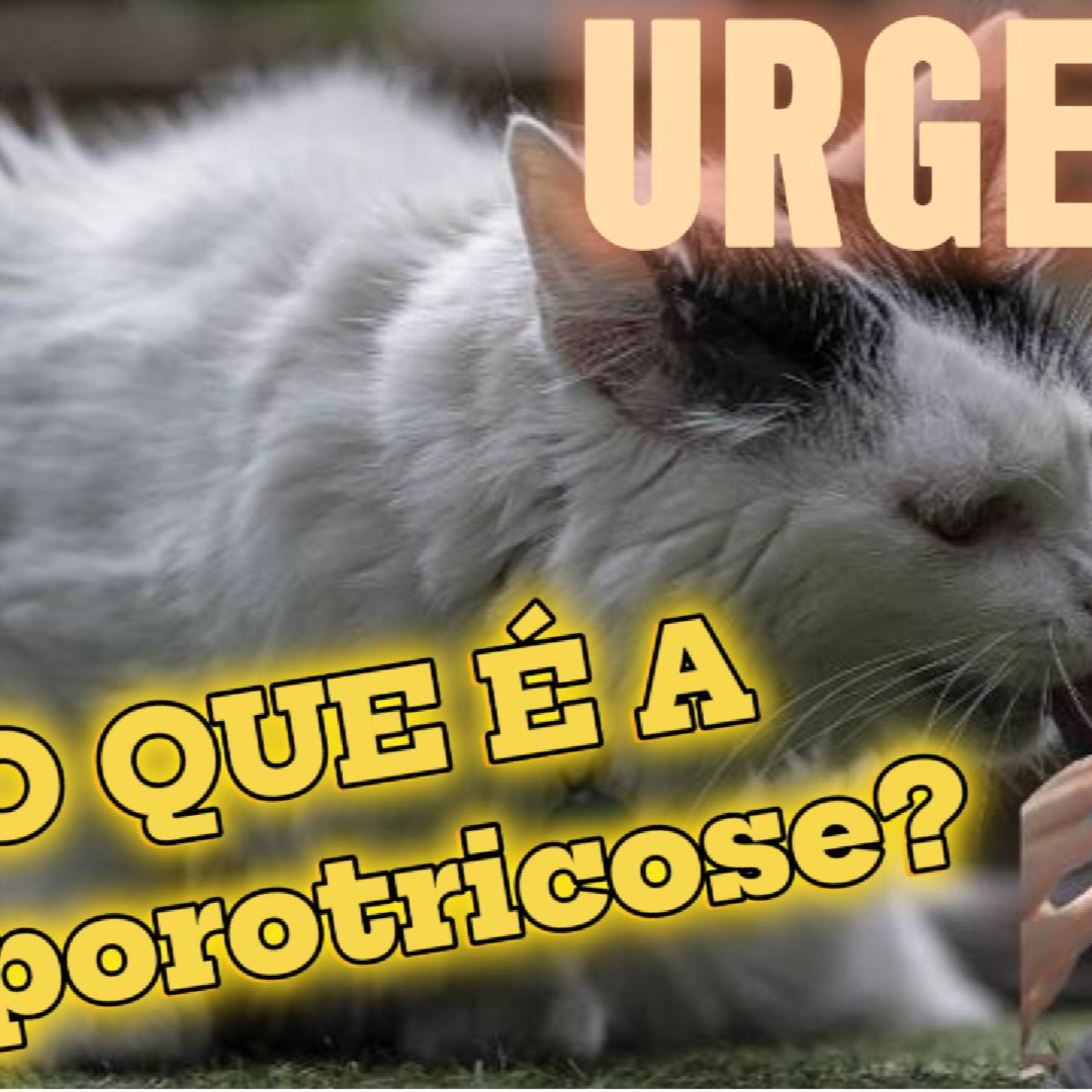  Aumento alarmante da esporotricose contagiosa em gatos  episode artwork