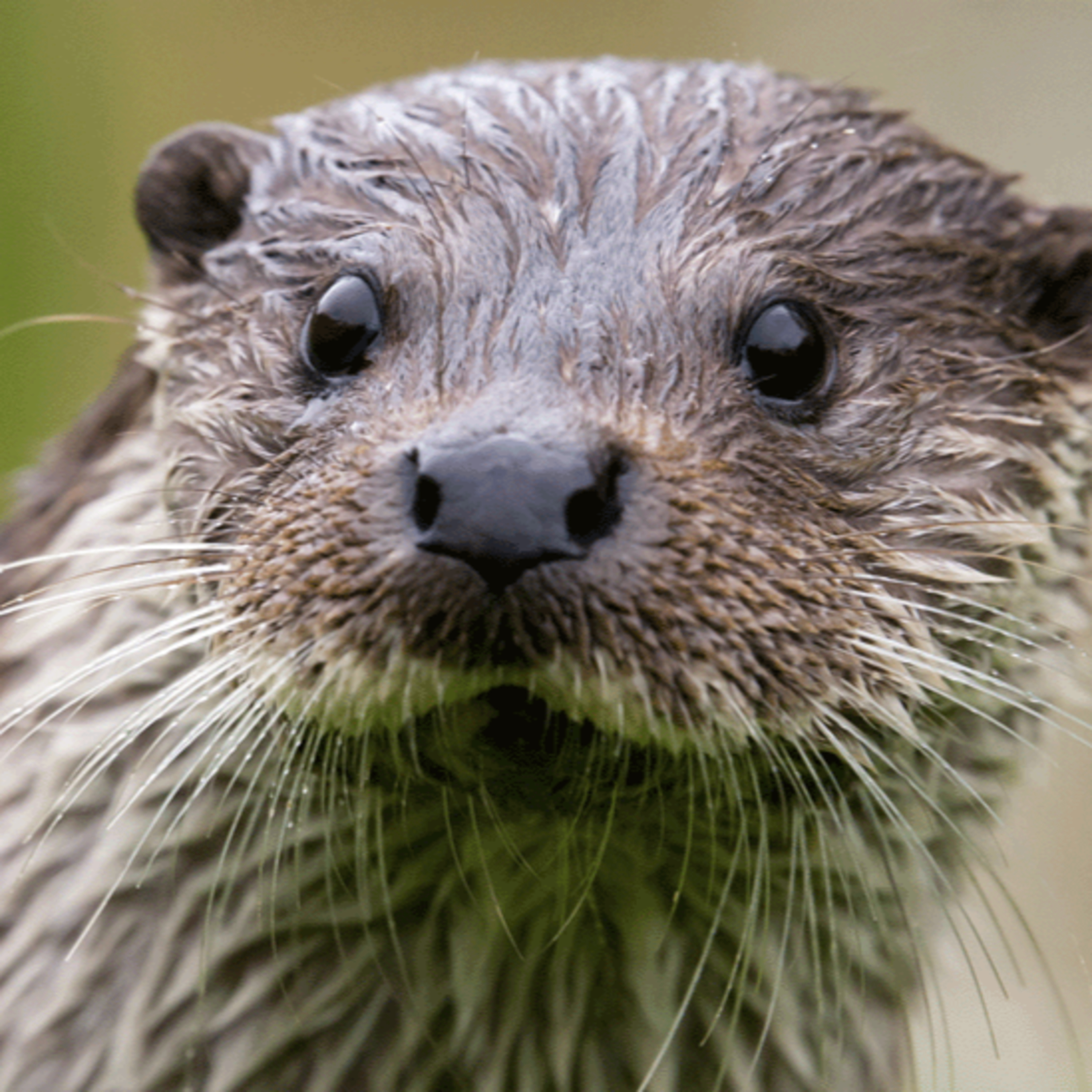 Episode #146 - Wetter than an otter's pocket episode artwork