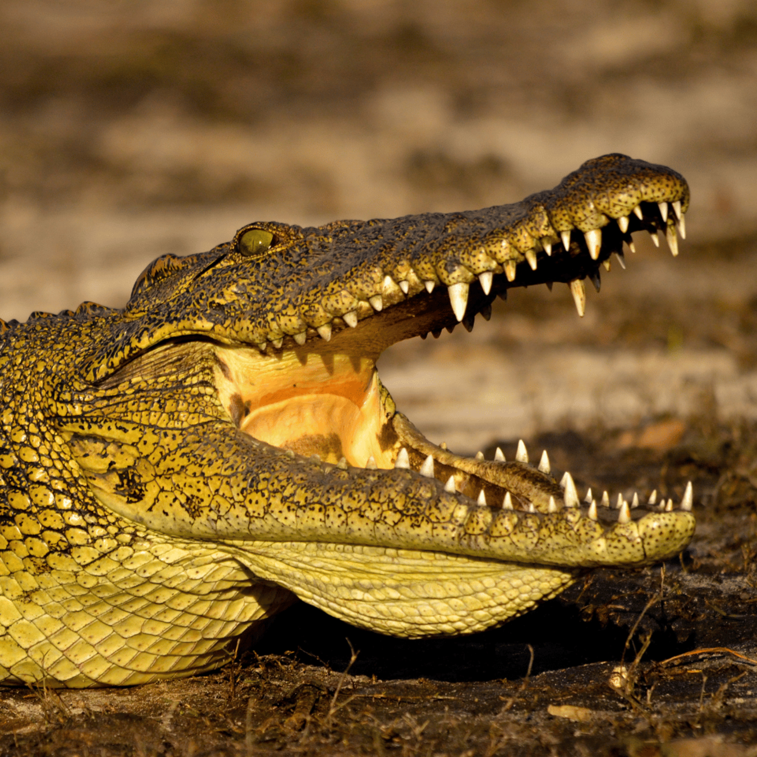 🐊 The Crocodile