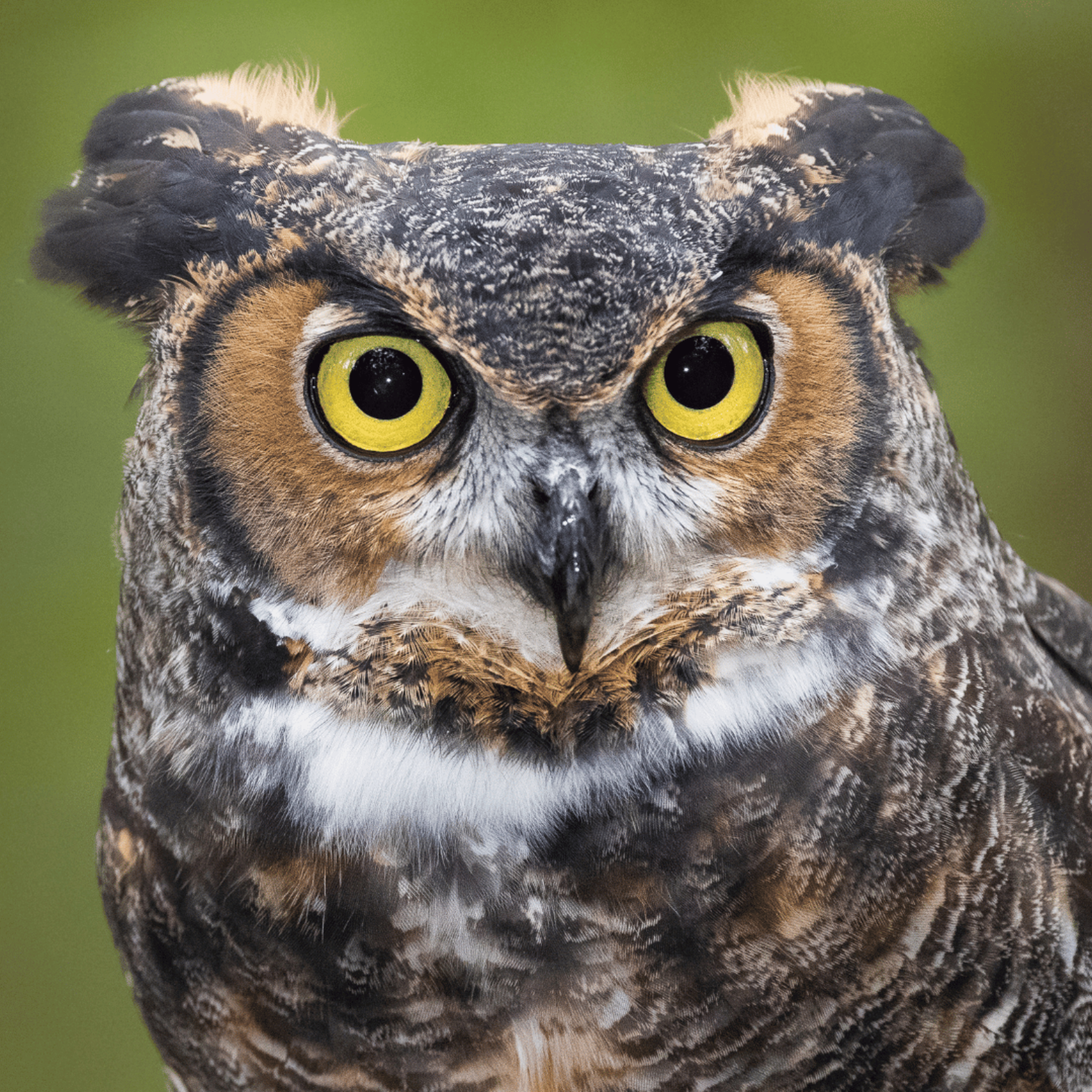 🦉 The Owl