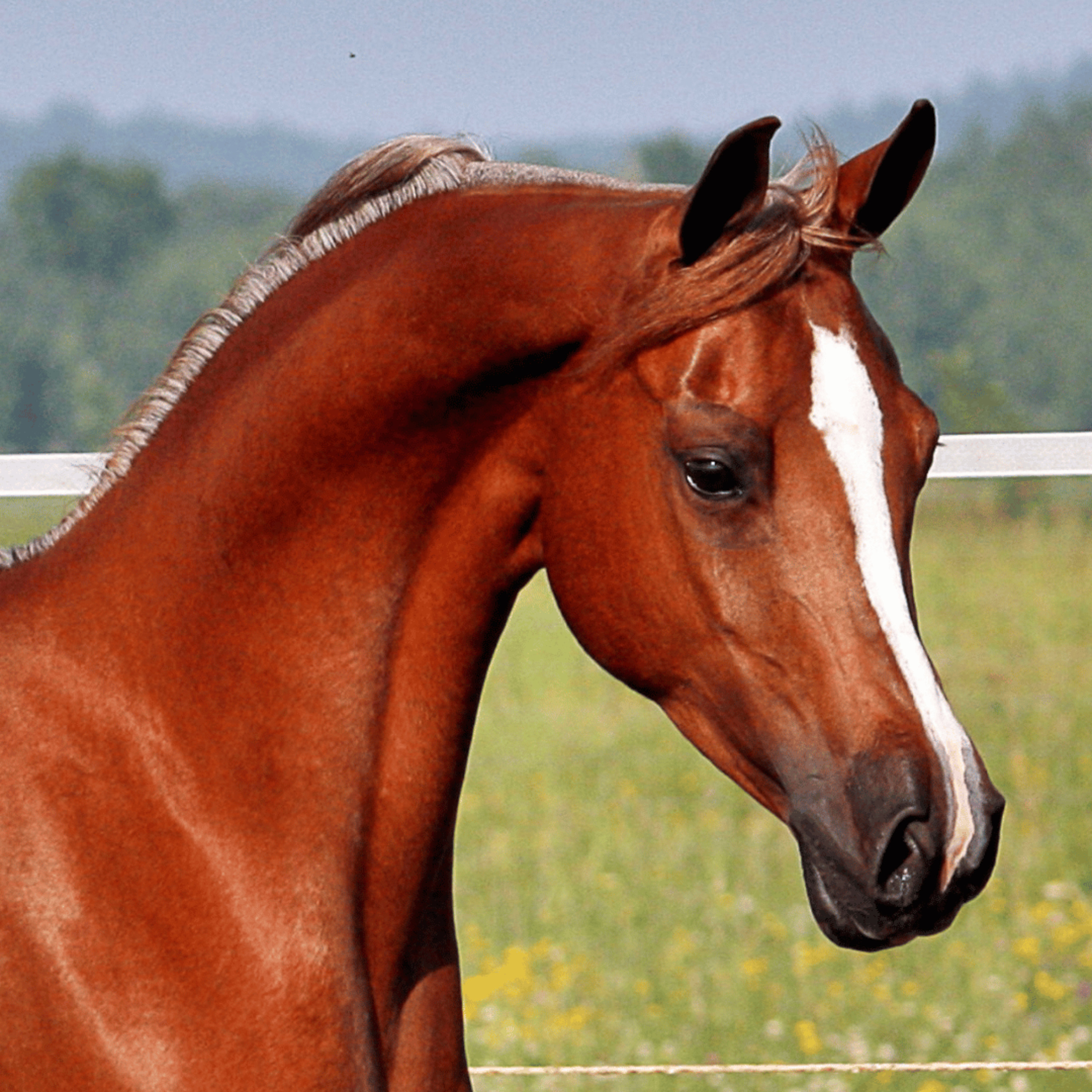 🐎 The Horse