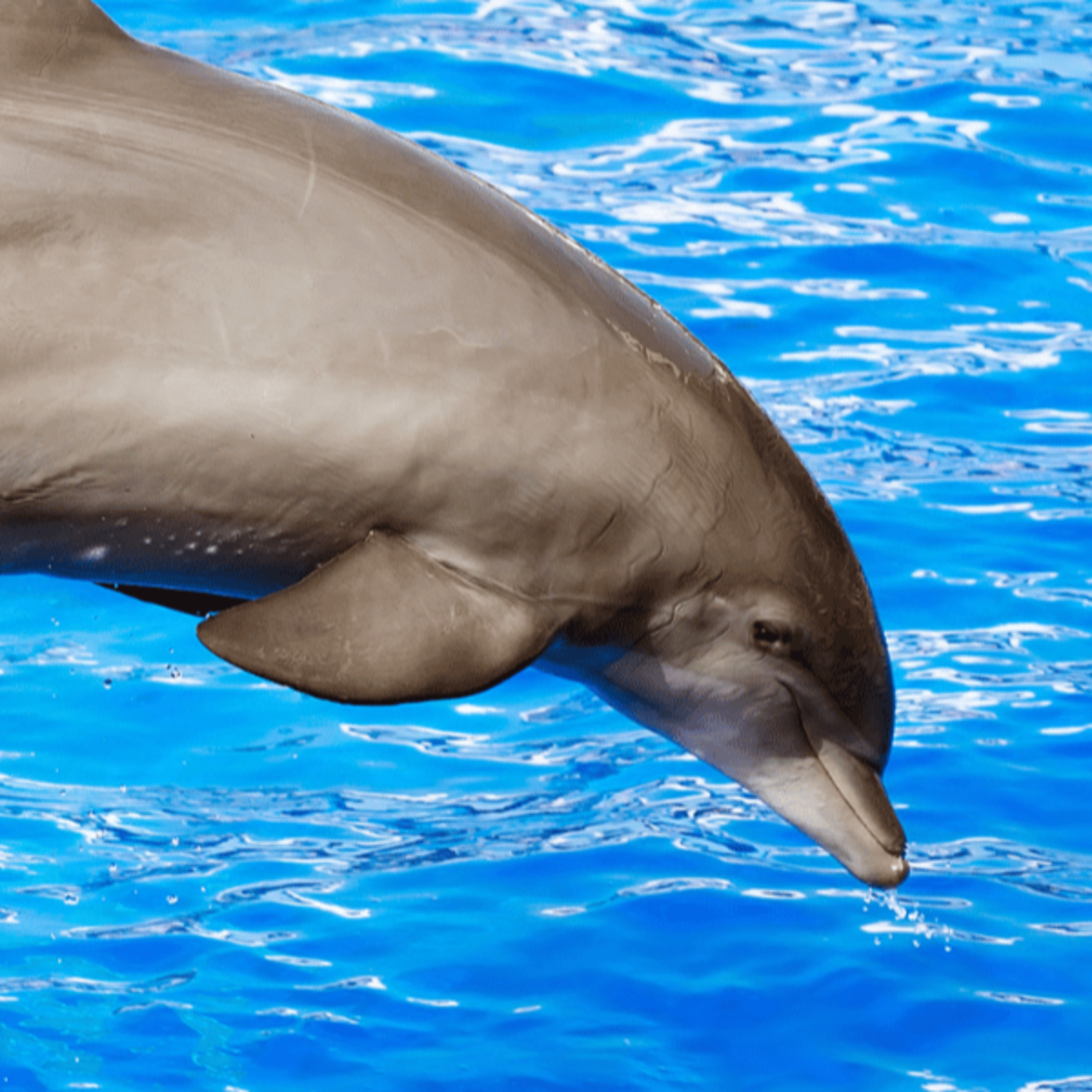 🐬 The Dolphin