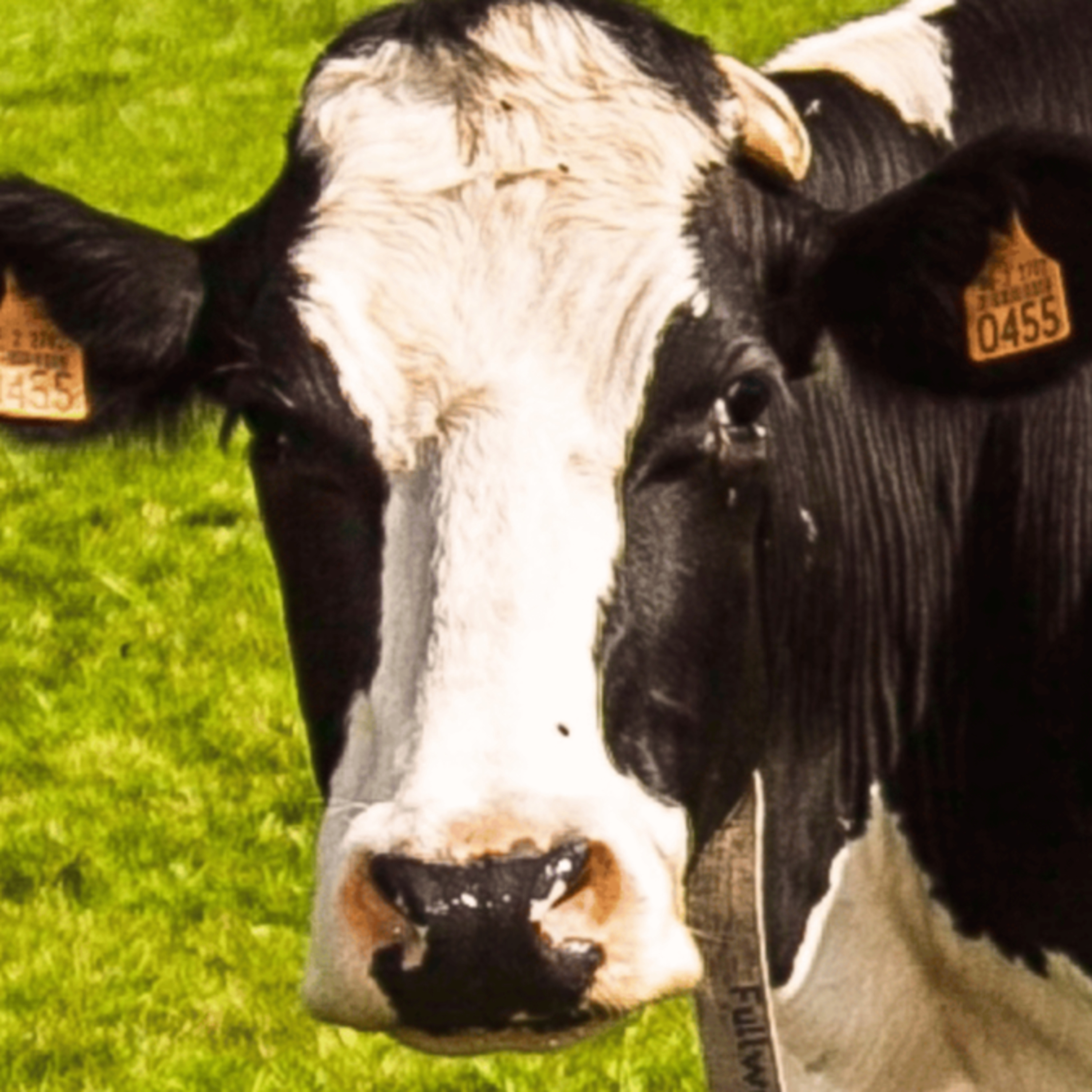 🐄 The Cow