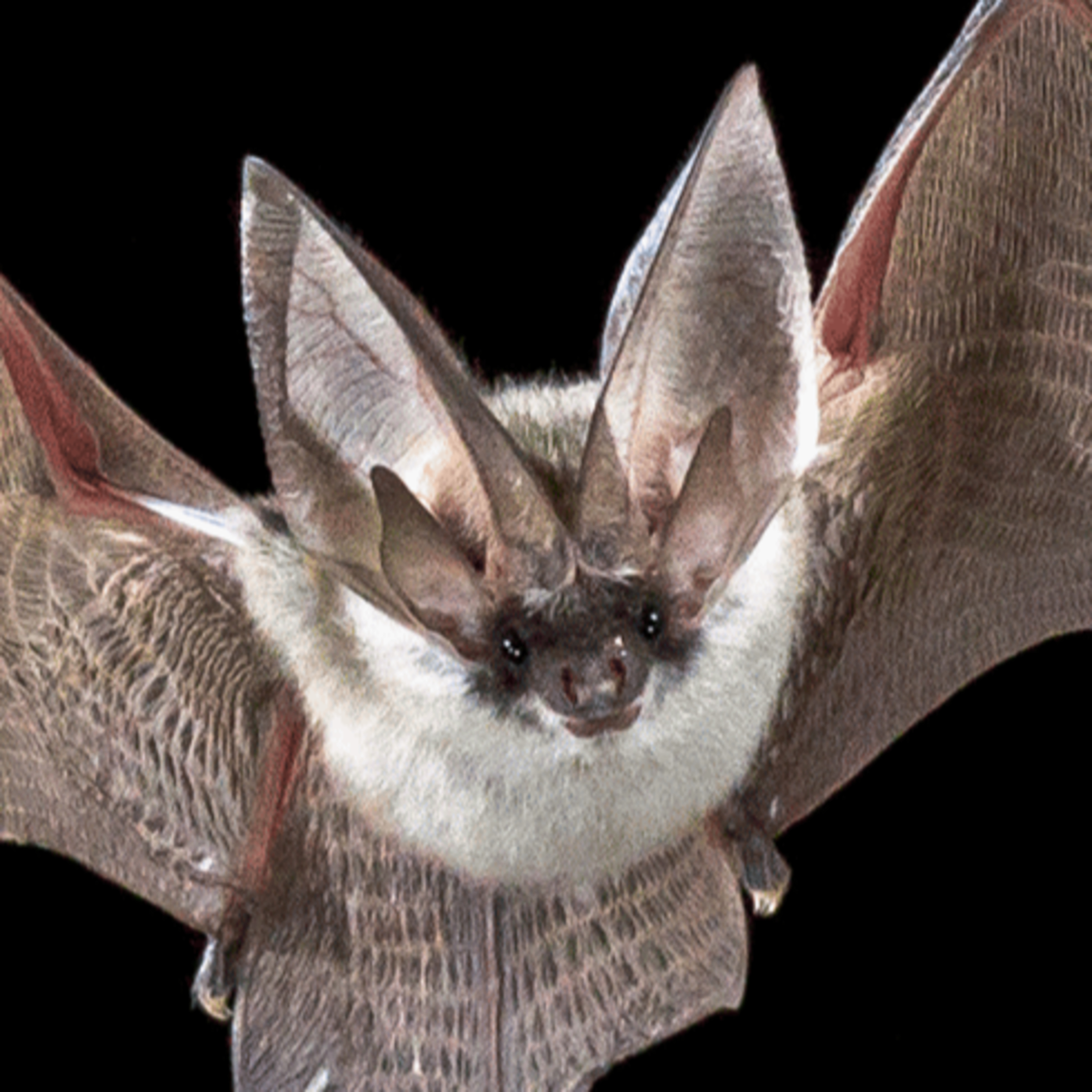 🦇 The Bat