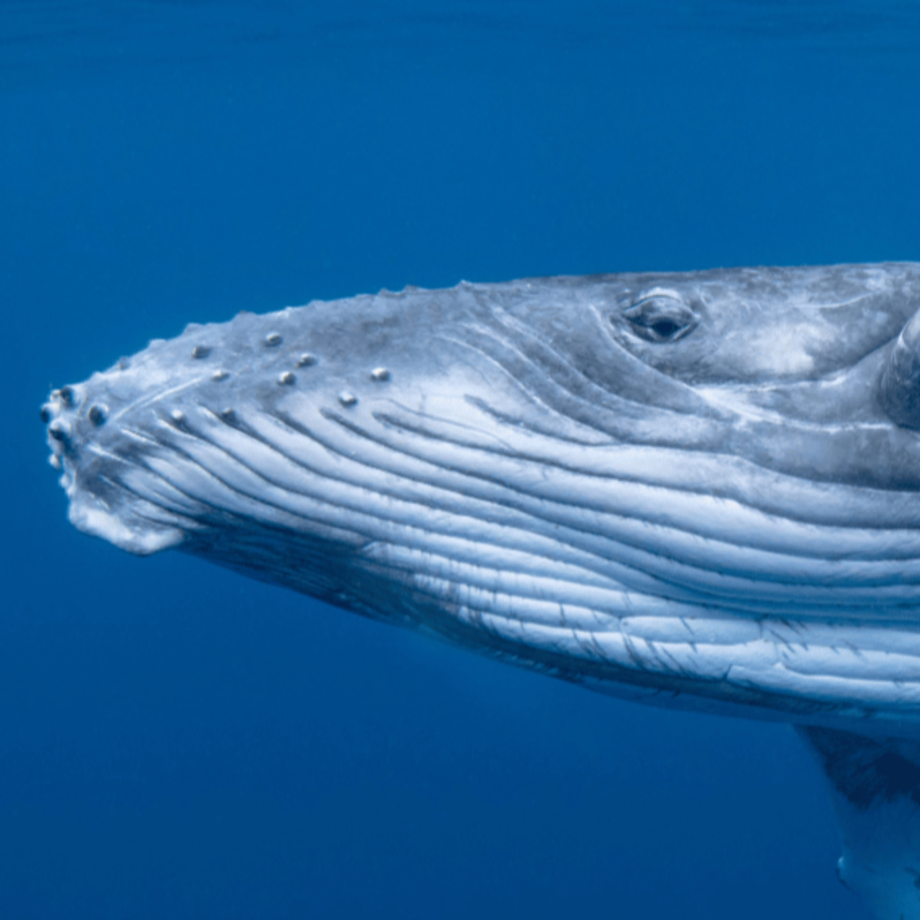 🐋 The Whale