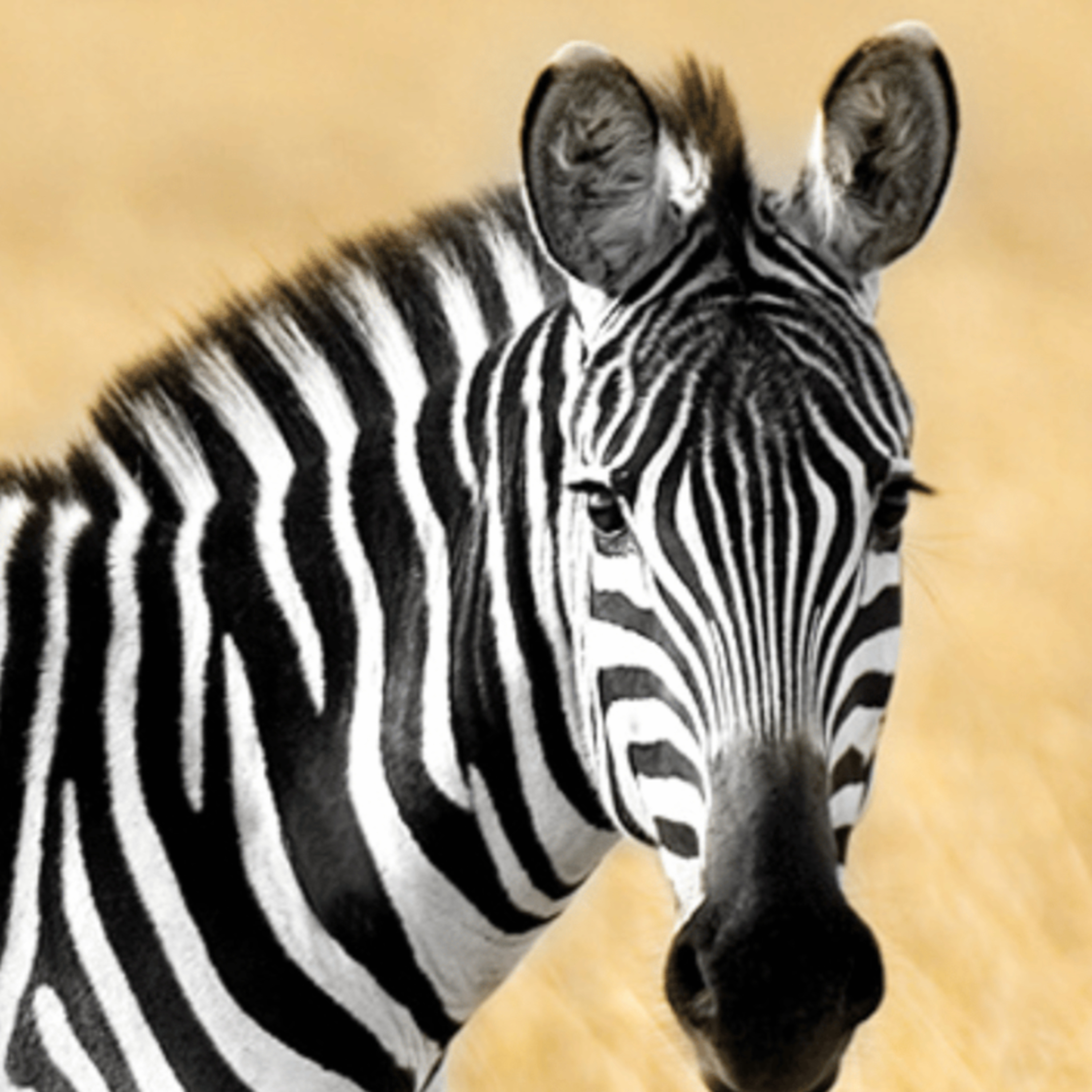 🦓 The Zebra