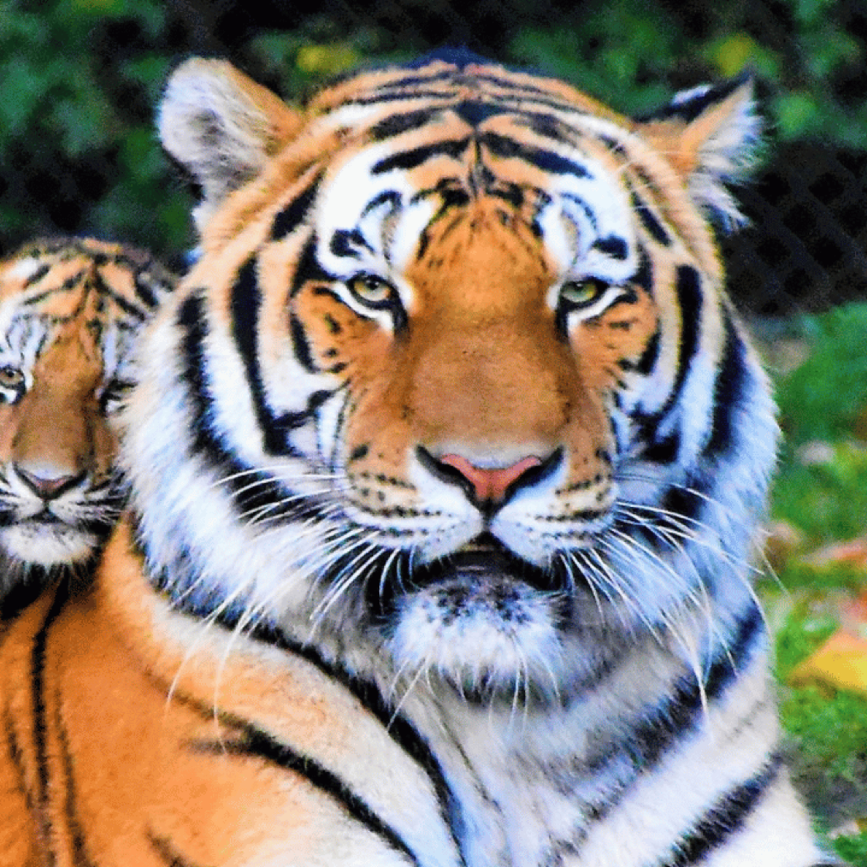 🐅 The Tiger