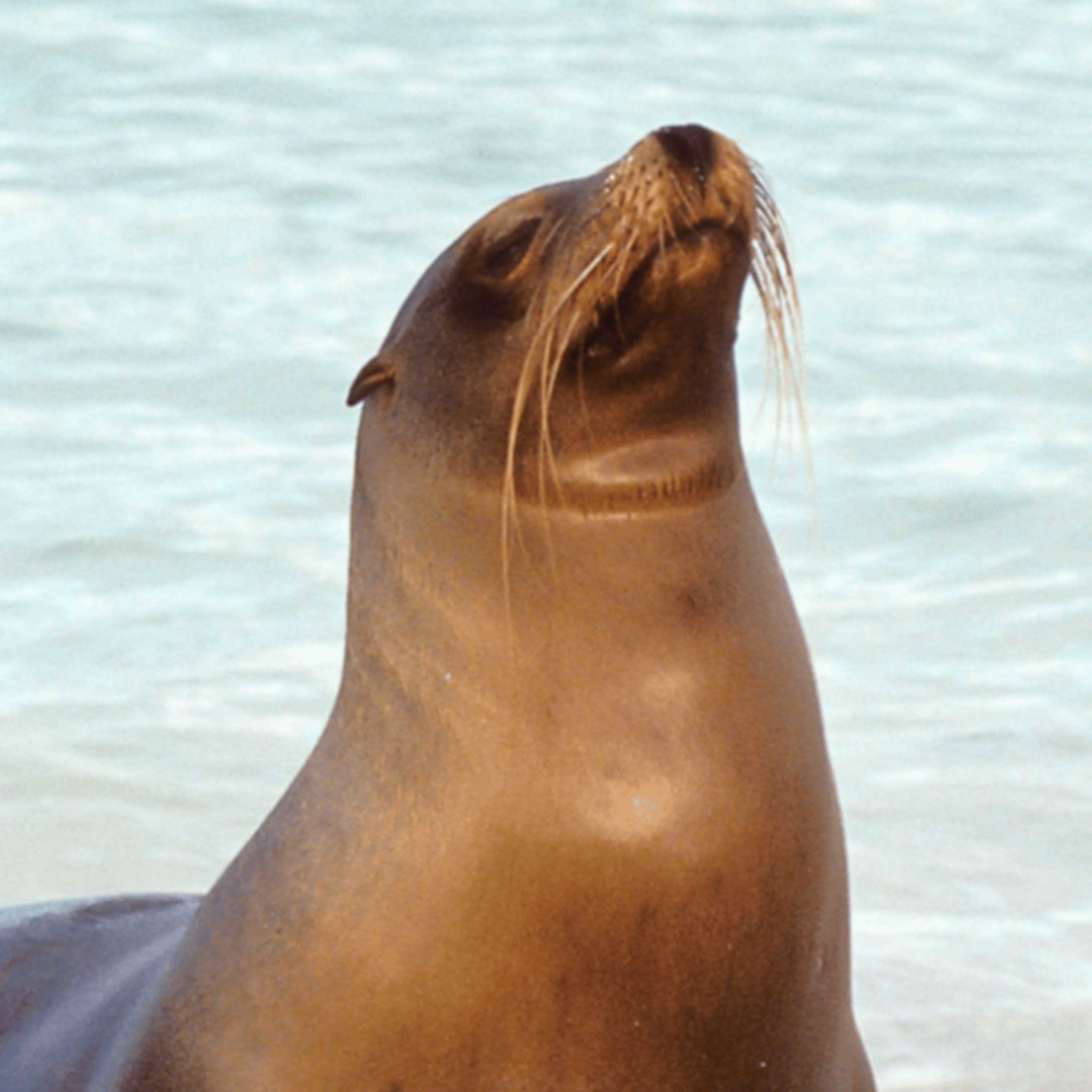 🦭 The Sea Lion