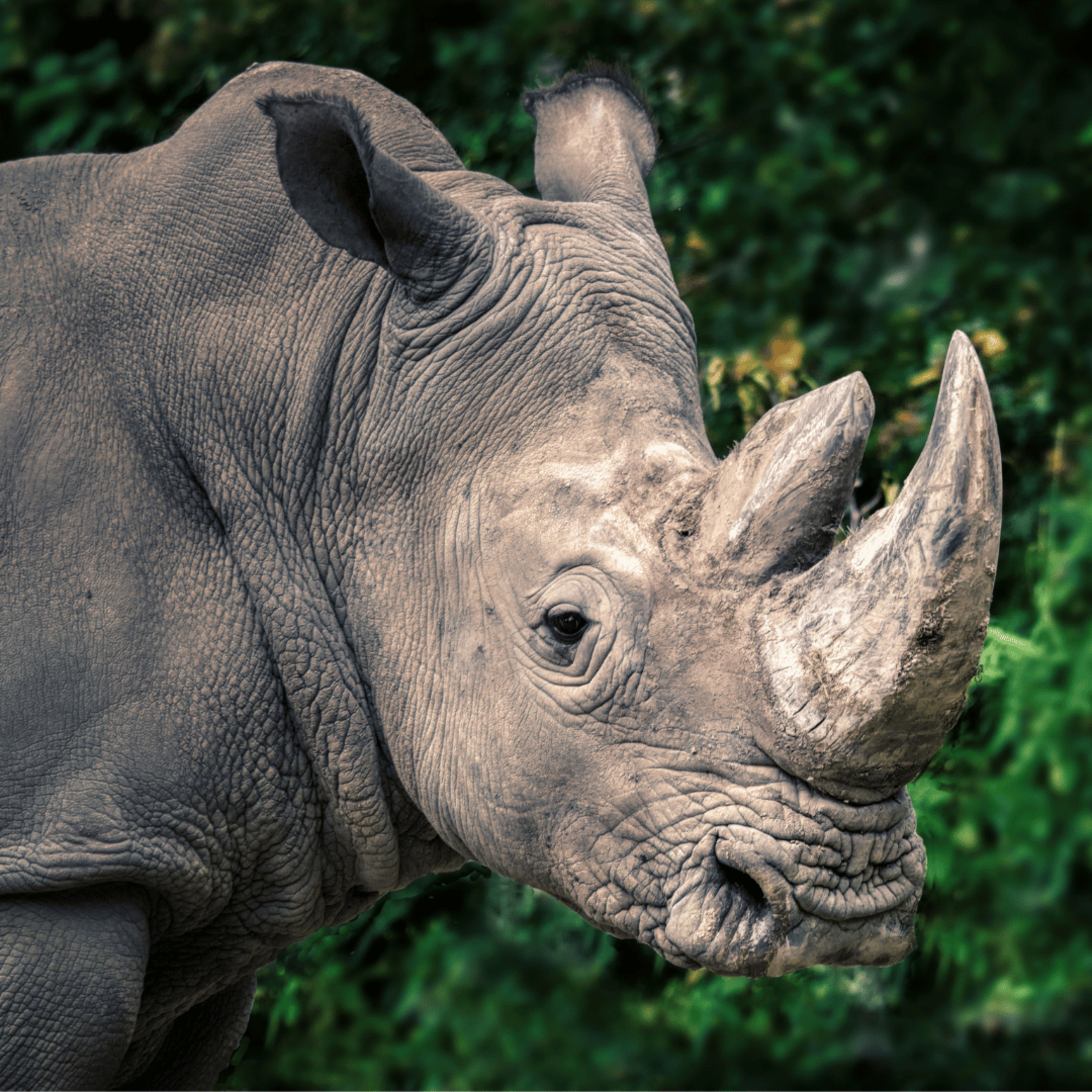 🦏 The Rhinoceros