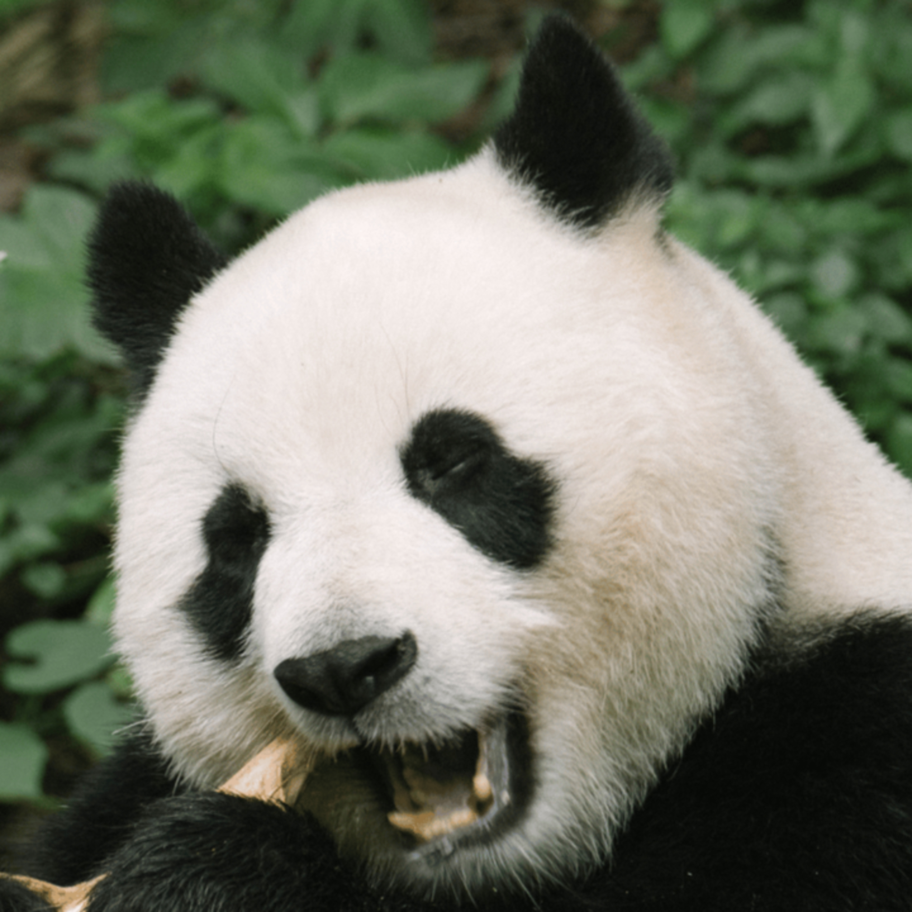 🐼 The Panda