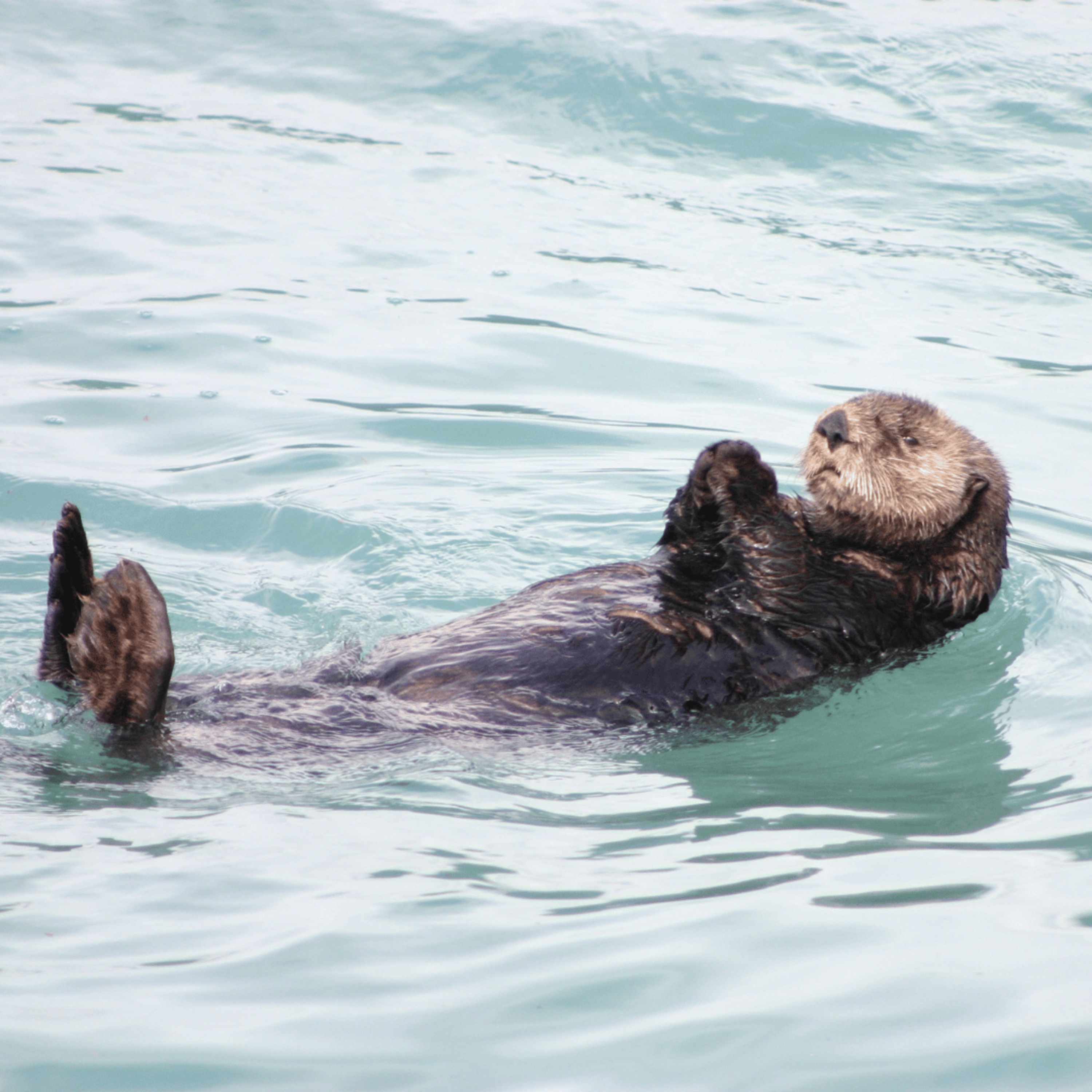 🦦 The Otter