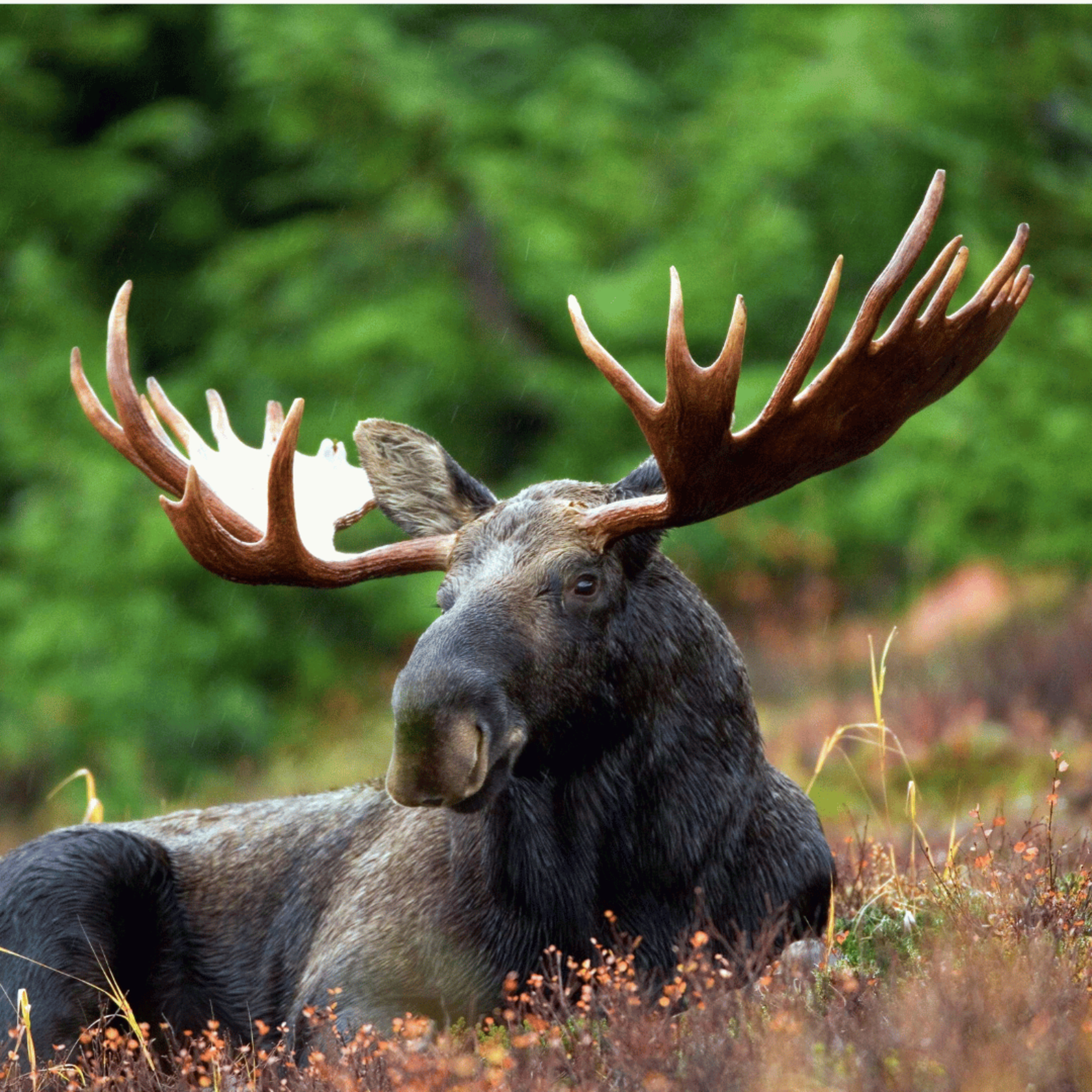 🦌 The Moose