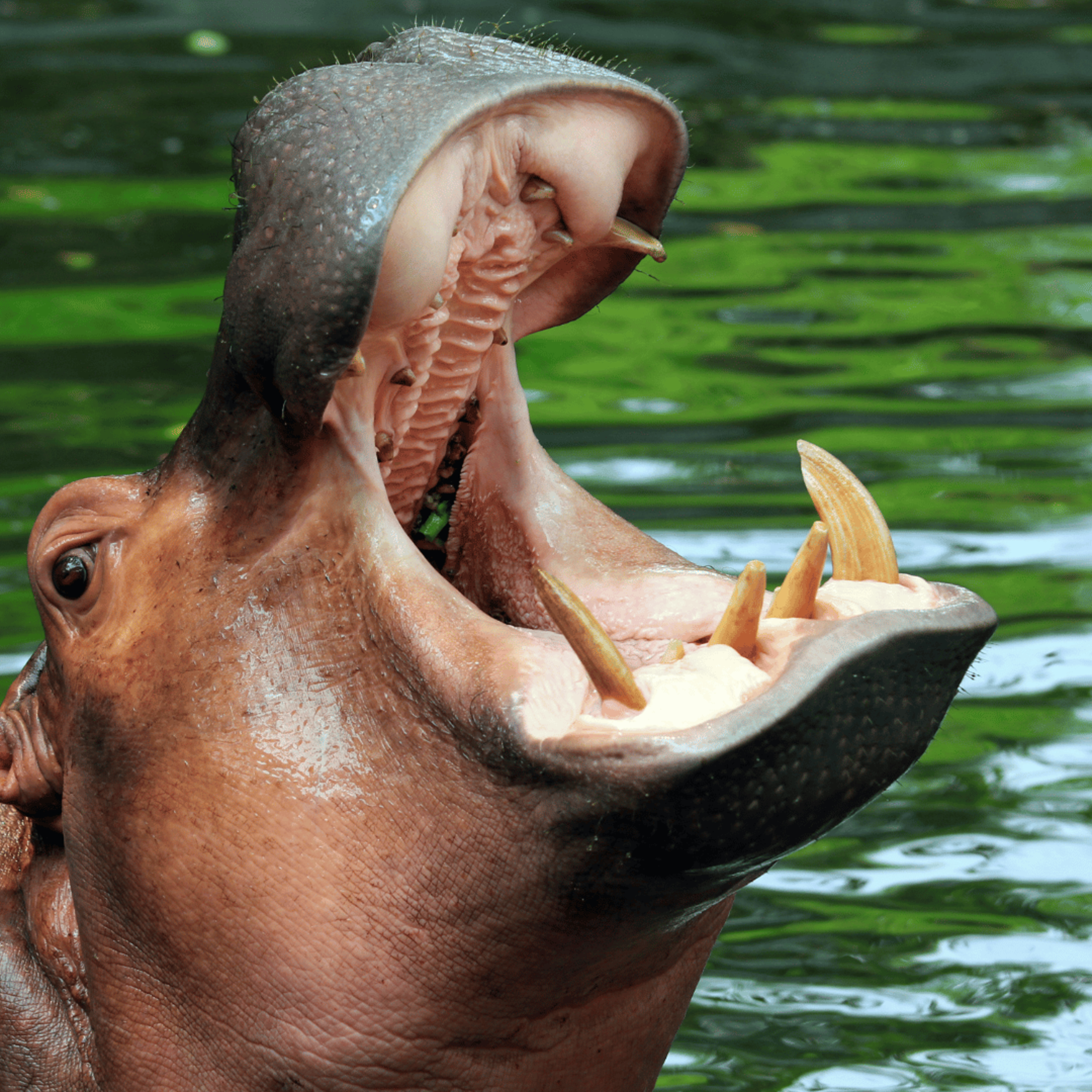 🦛 The Hippopotamus