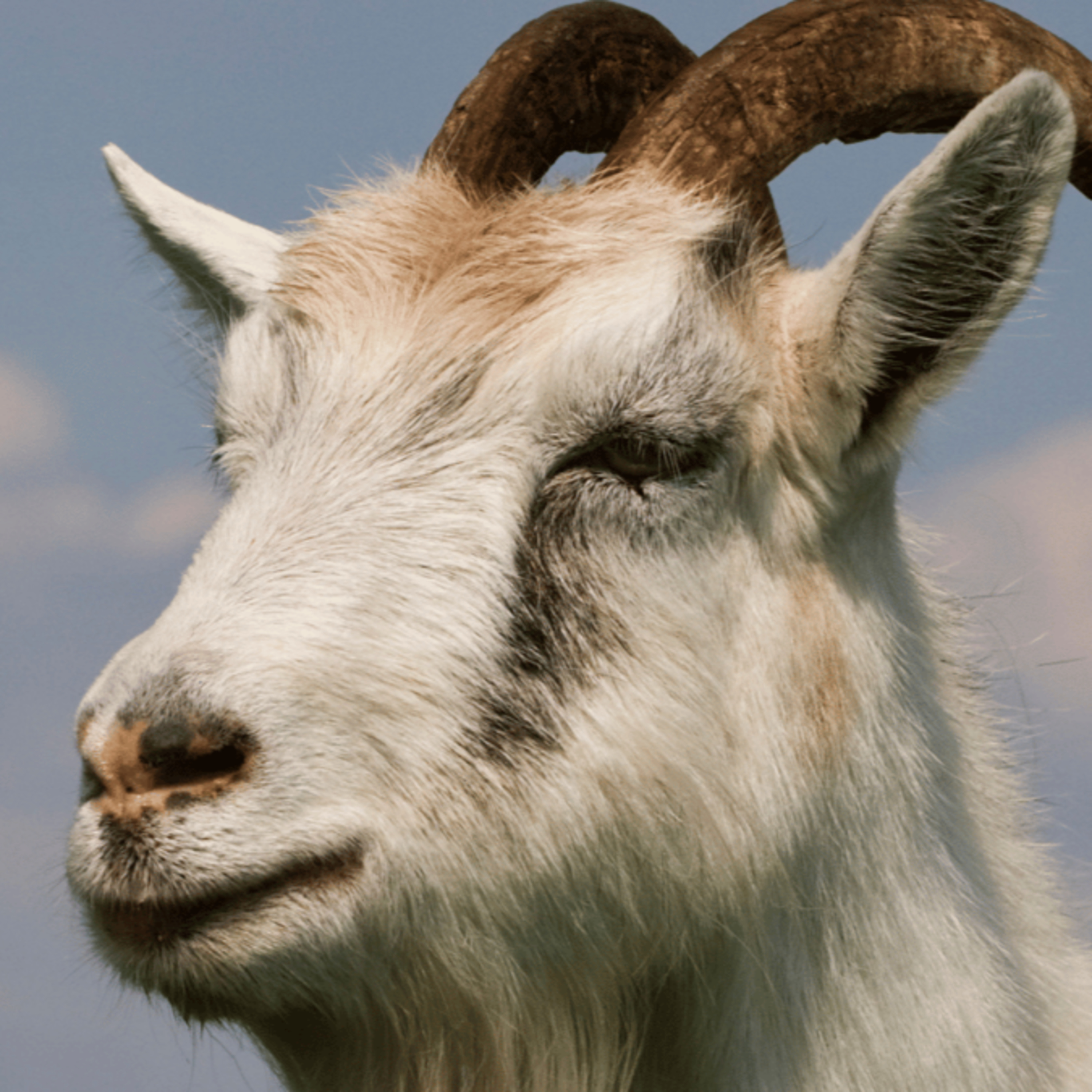 🐐 The Goat