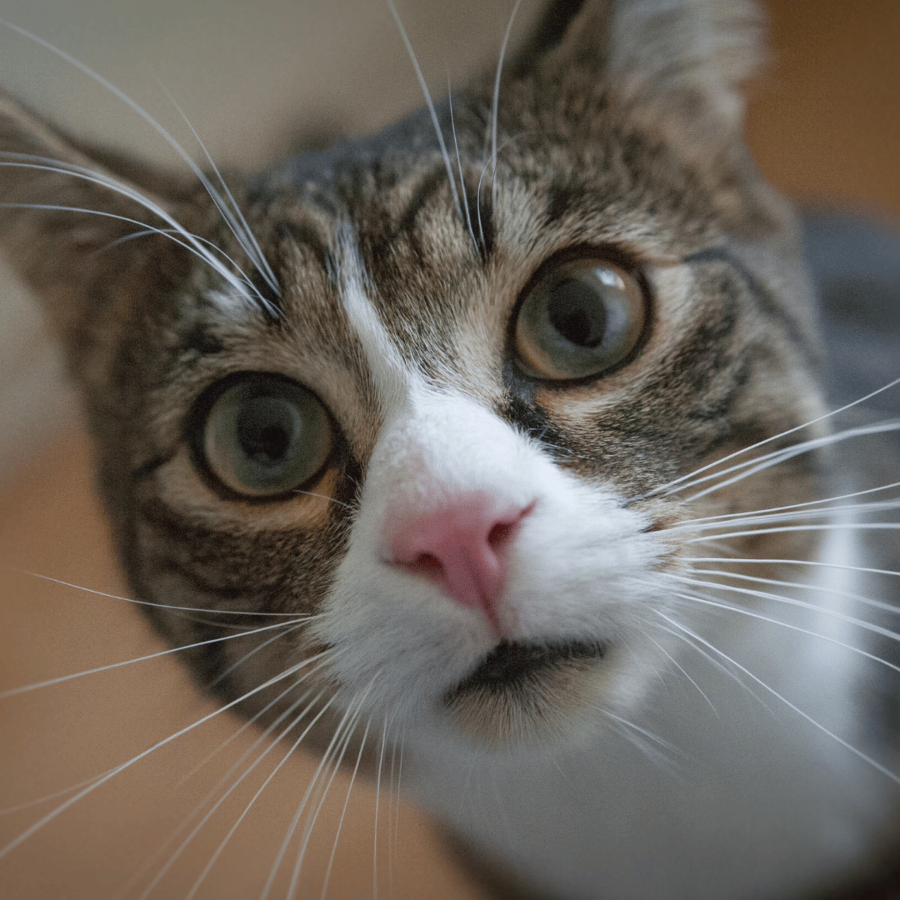 🐱 The Cat