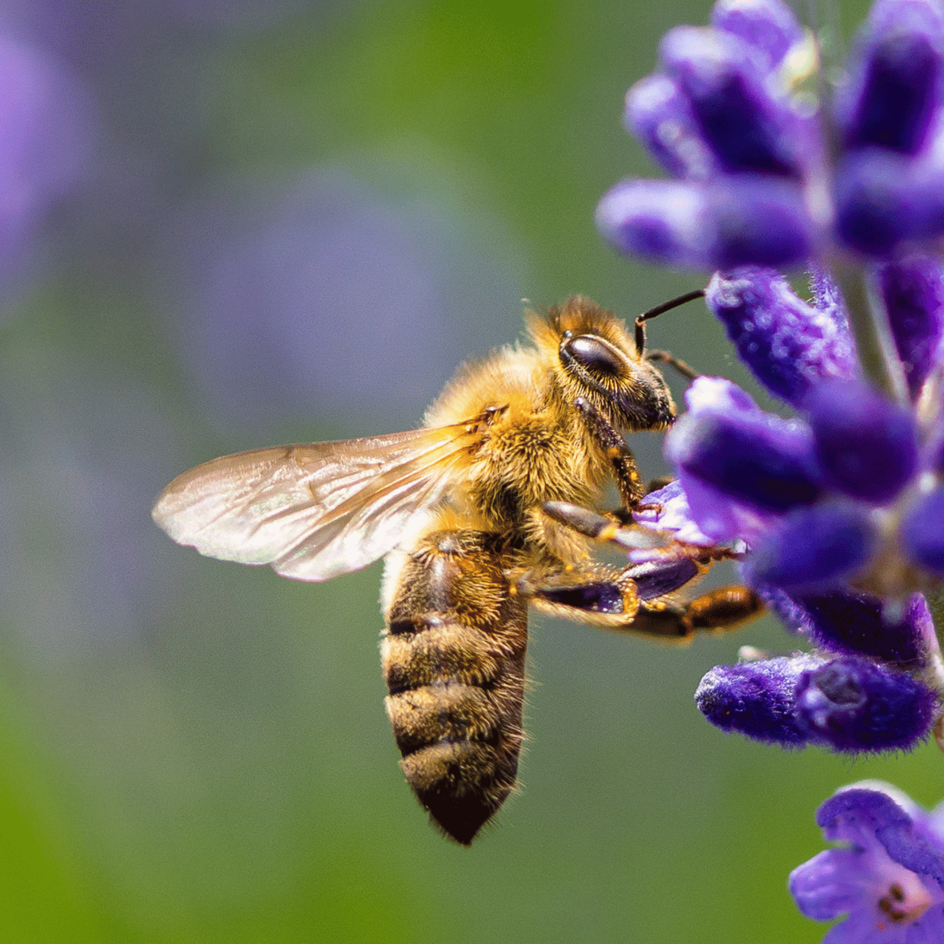 🐝 The Bee