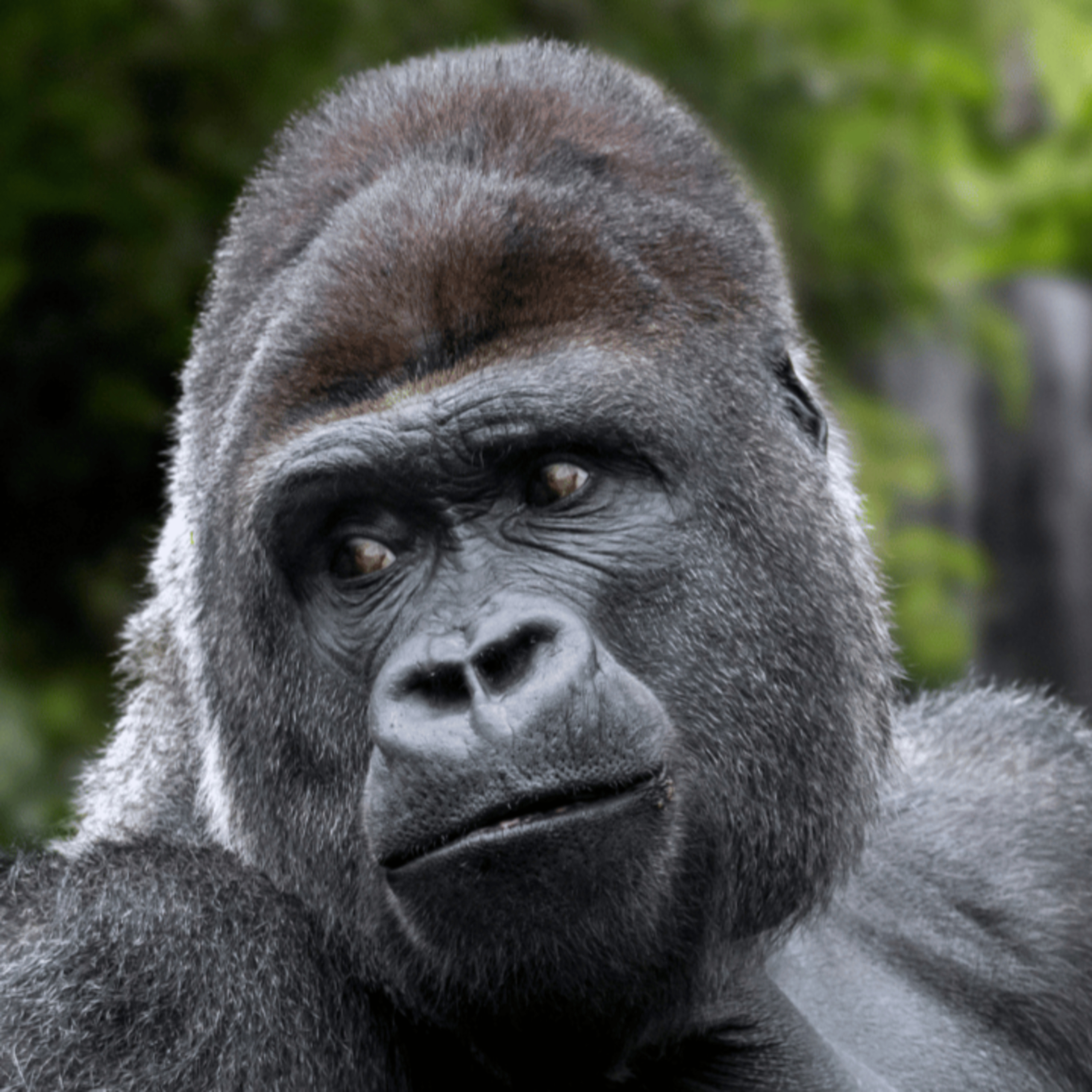 🦍 The Gorilla