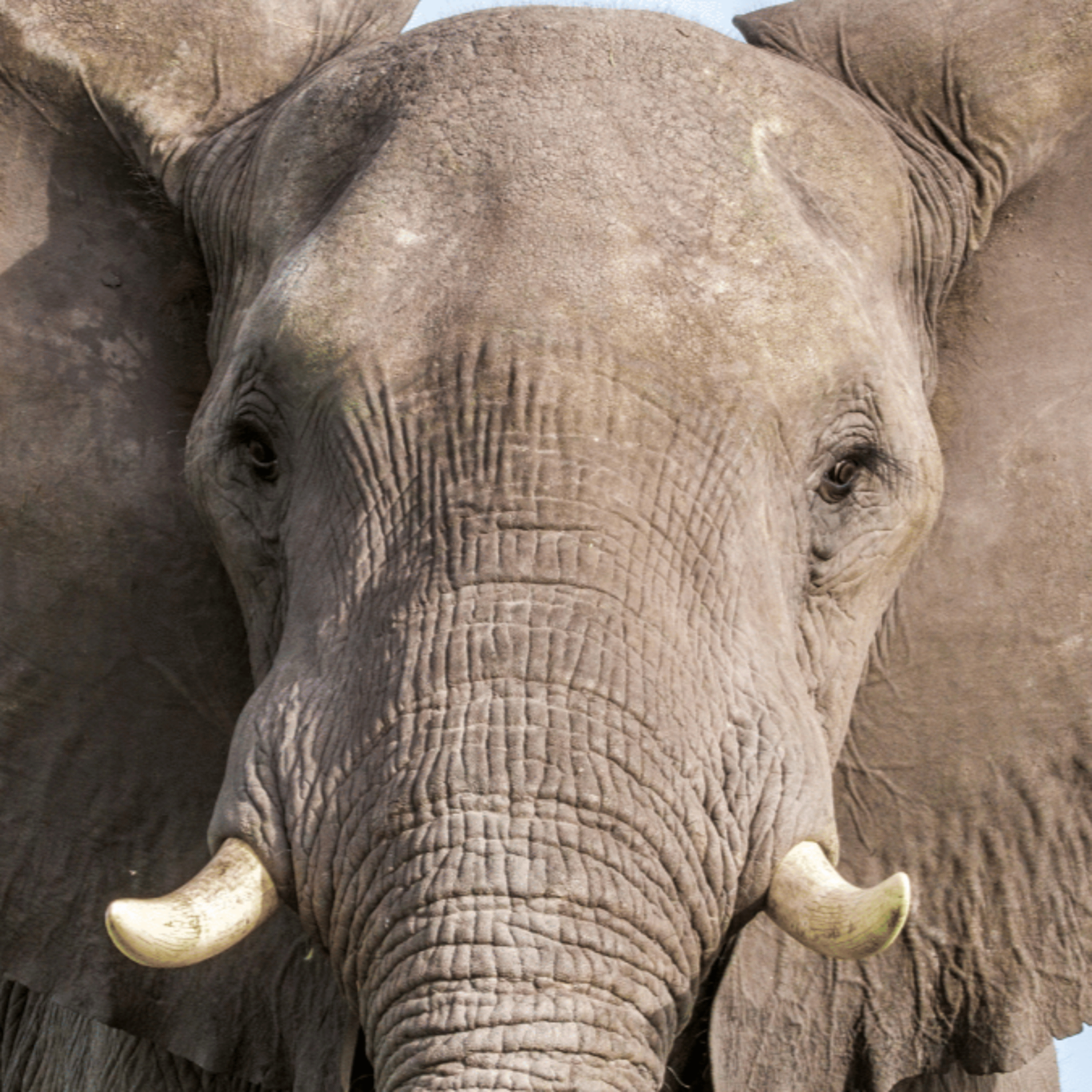 🐘 The Elephant